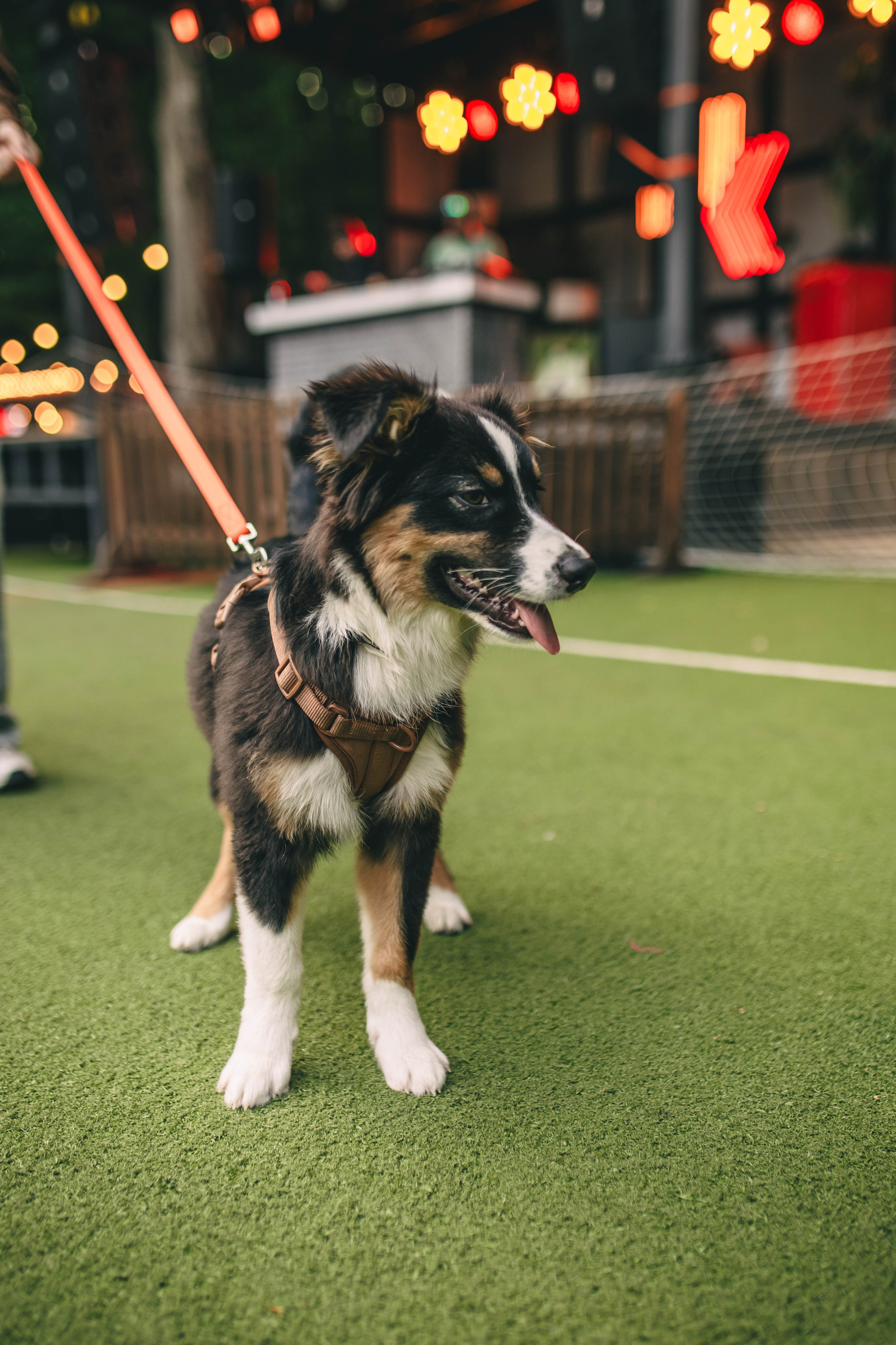 Pet-Party + Live-music |Парк Культуры. Фотограф в Ставрополе Алина Клочкова