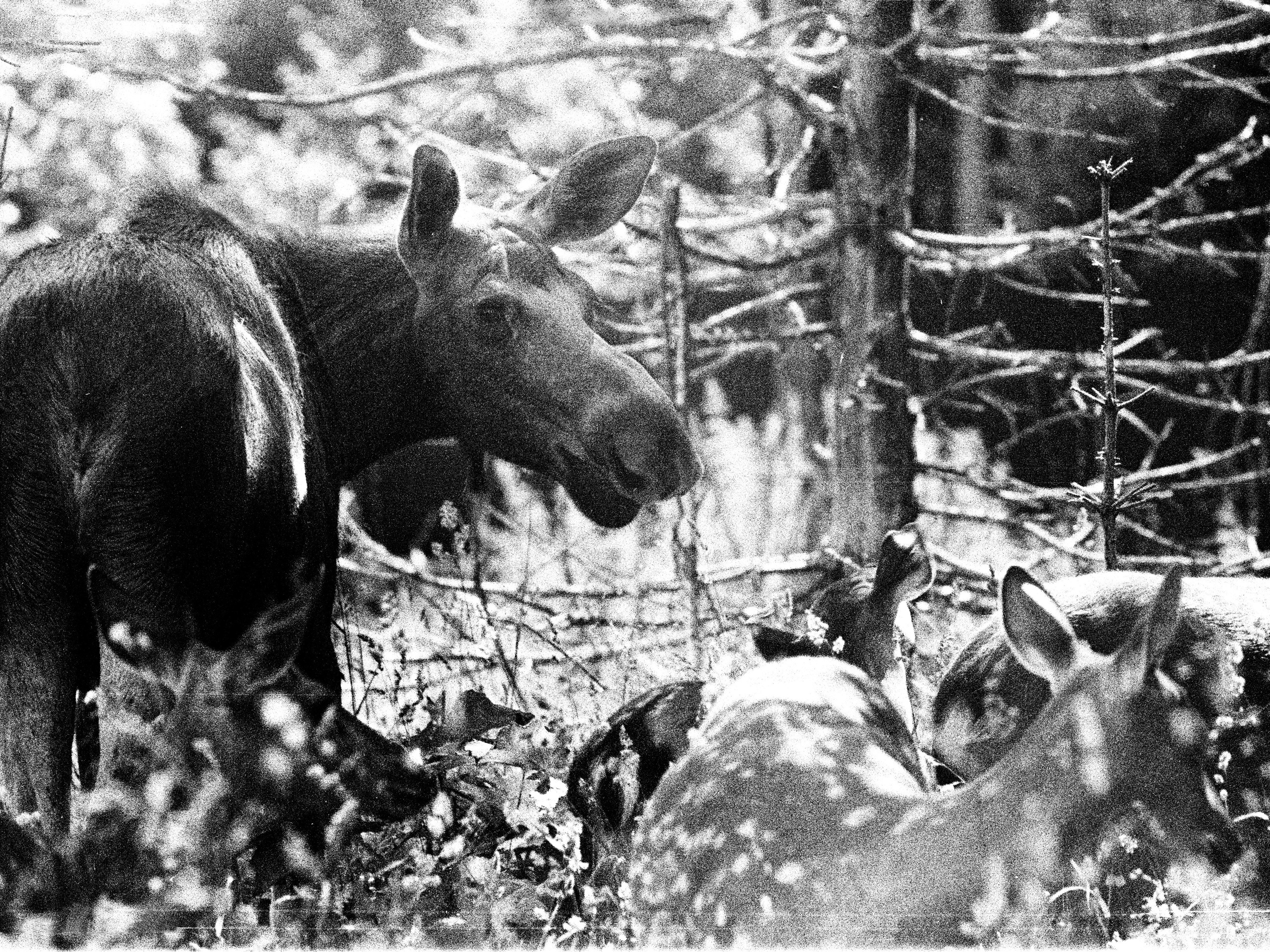 Записки охотника. Аналоговая фотография