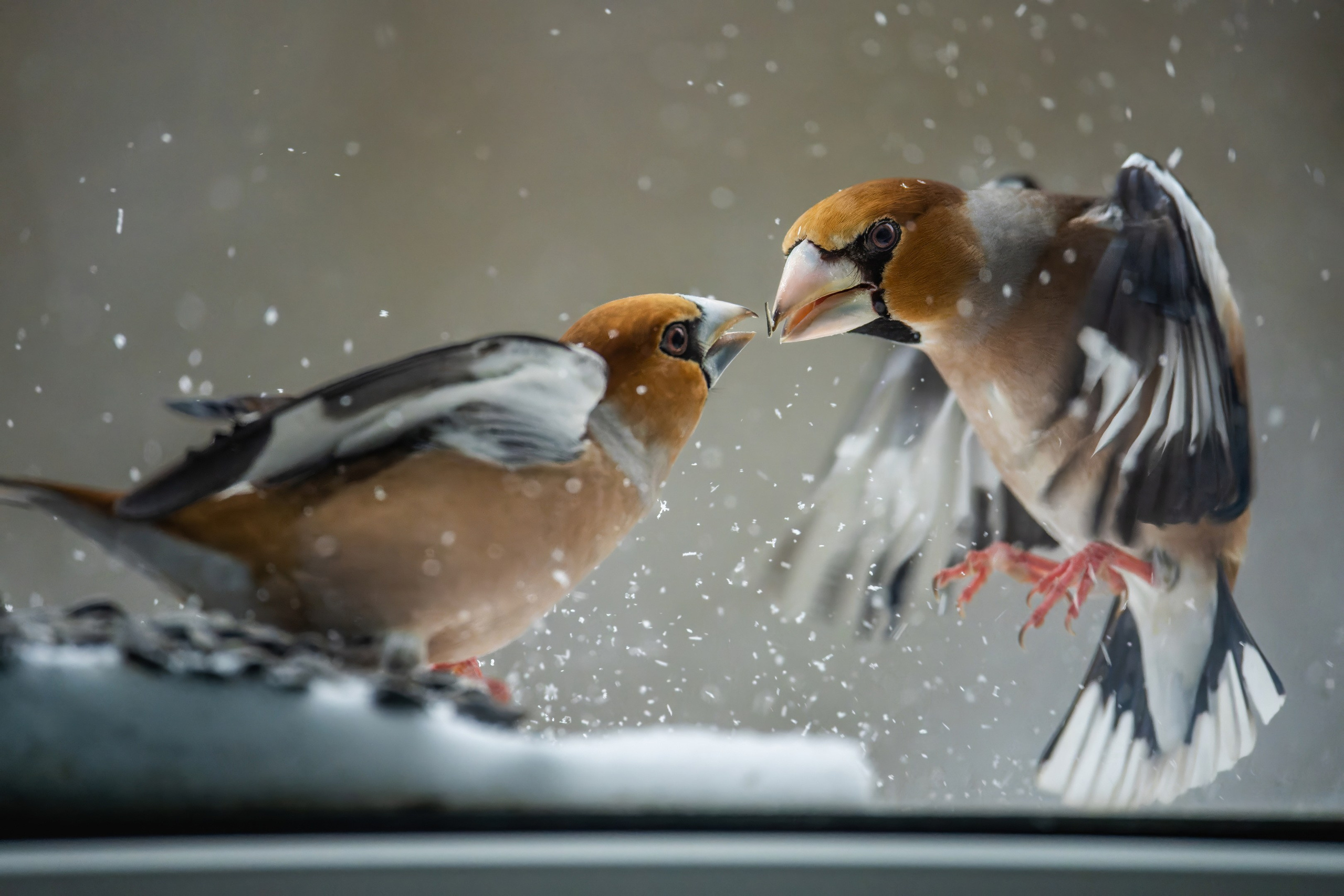 Анималистика. Константин Дем | Фотограф