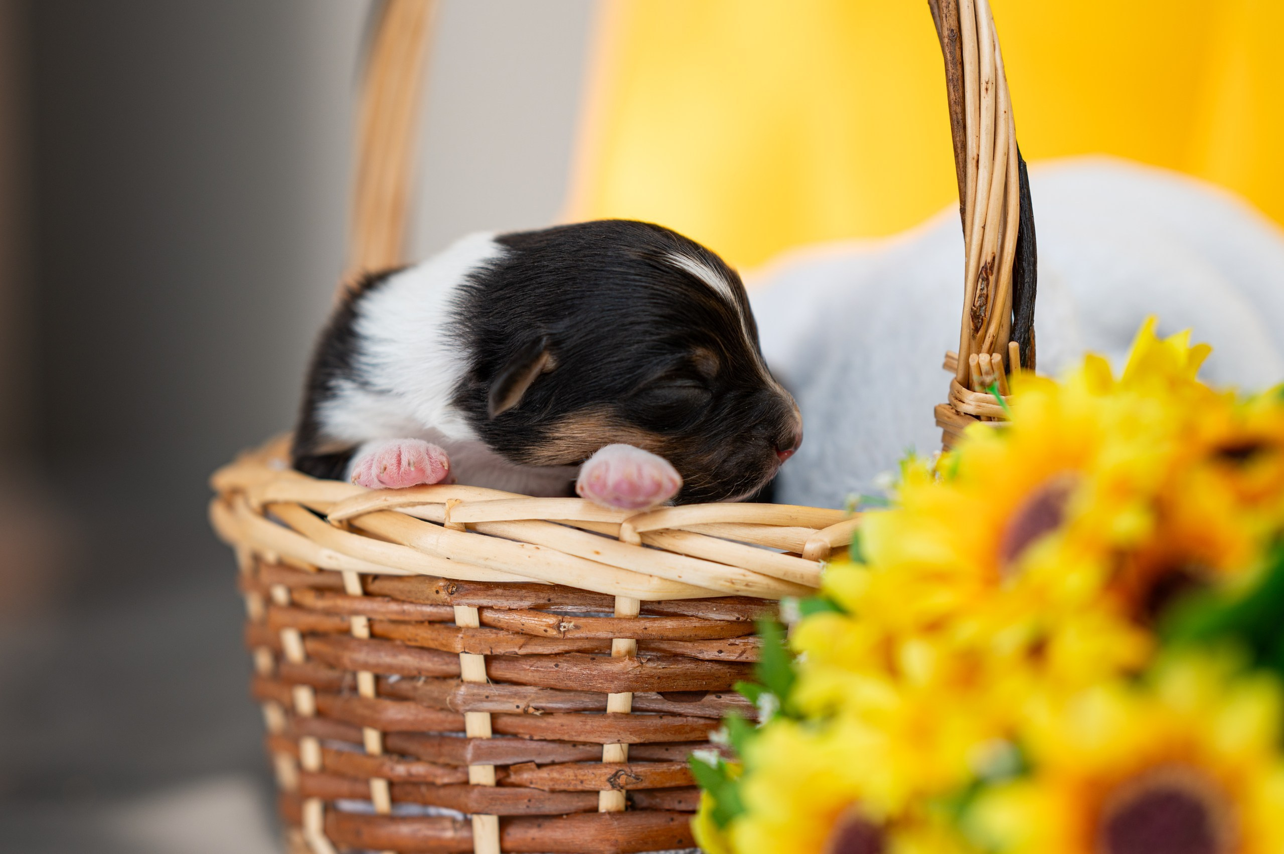 Заводчик Влада Эльман. Творческий фотограф Вологда