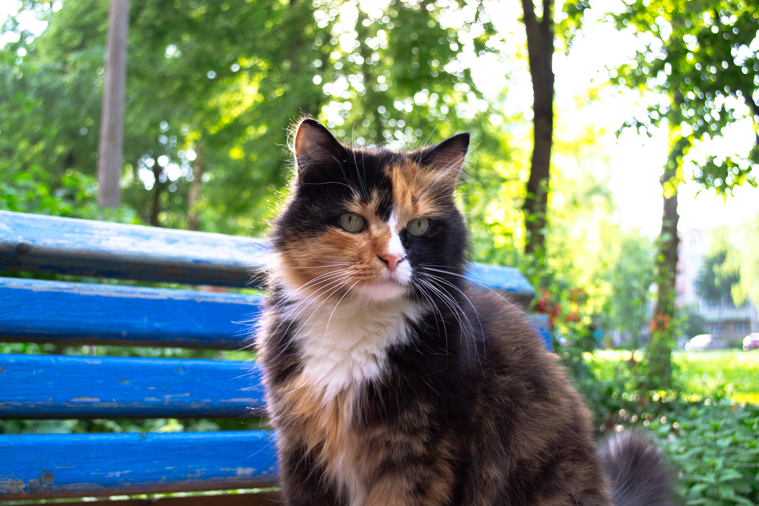 Cats.1. Dumshap | думшап