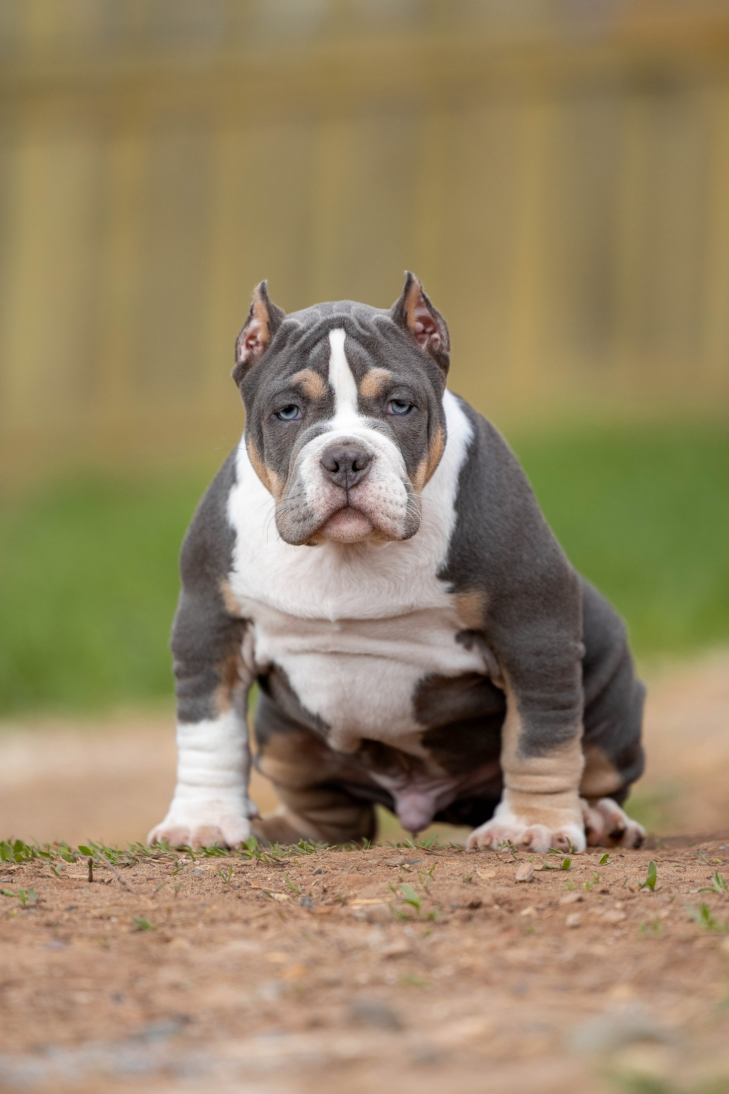 Щенки булли. Фотограф Анималист в Перми Анастасия Остерман