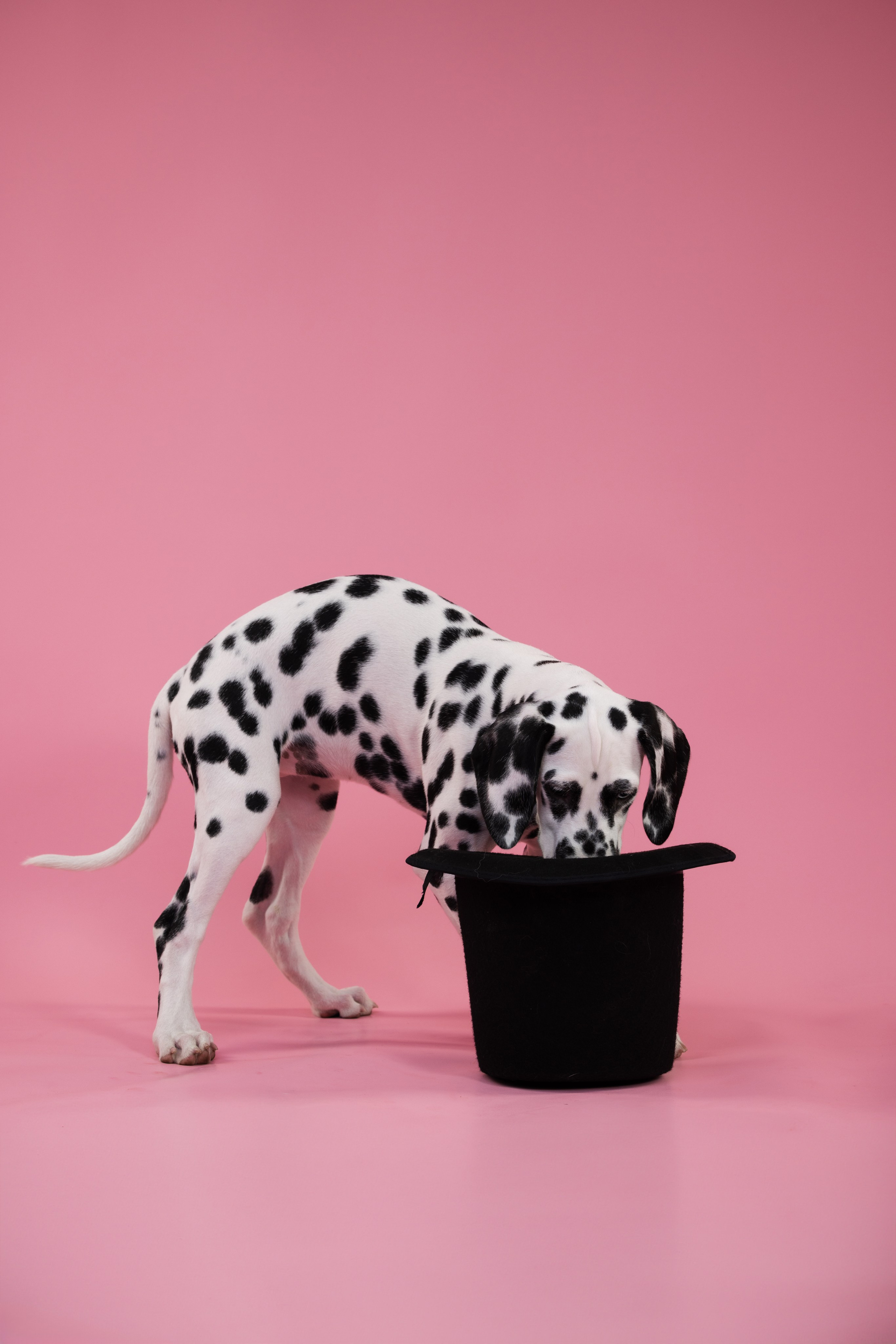 Далматин Одри. Фотограф анималист Осипчикова Мария