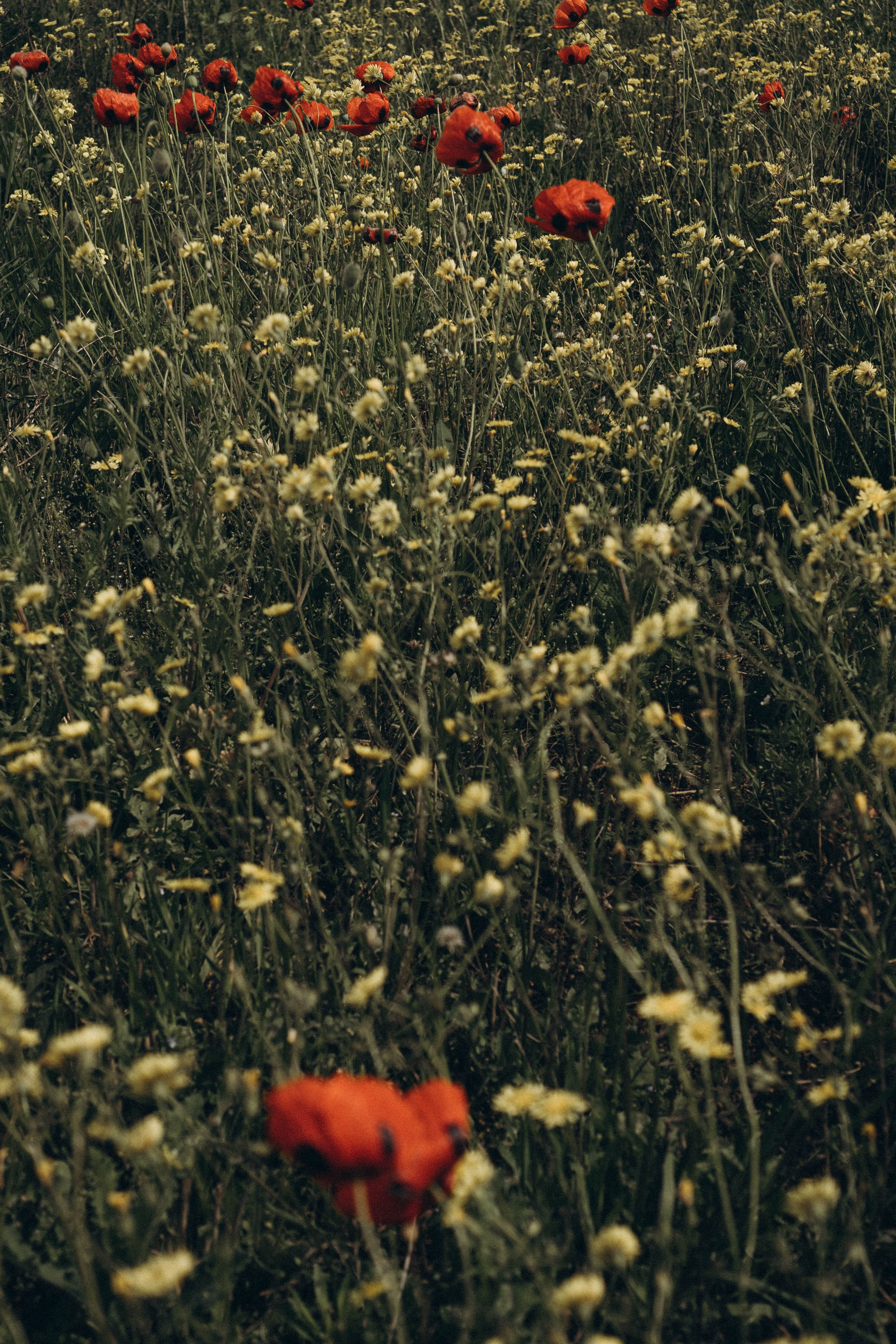 Путешествие в Дагестане. Профессиональный фотограф, Санкт-Петербург — Виктория Богомолова