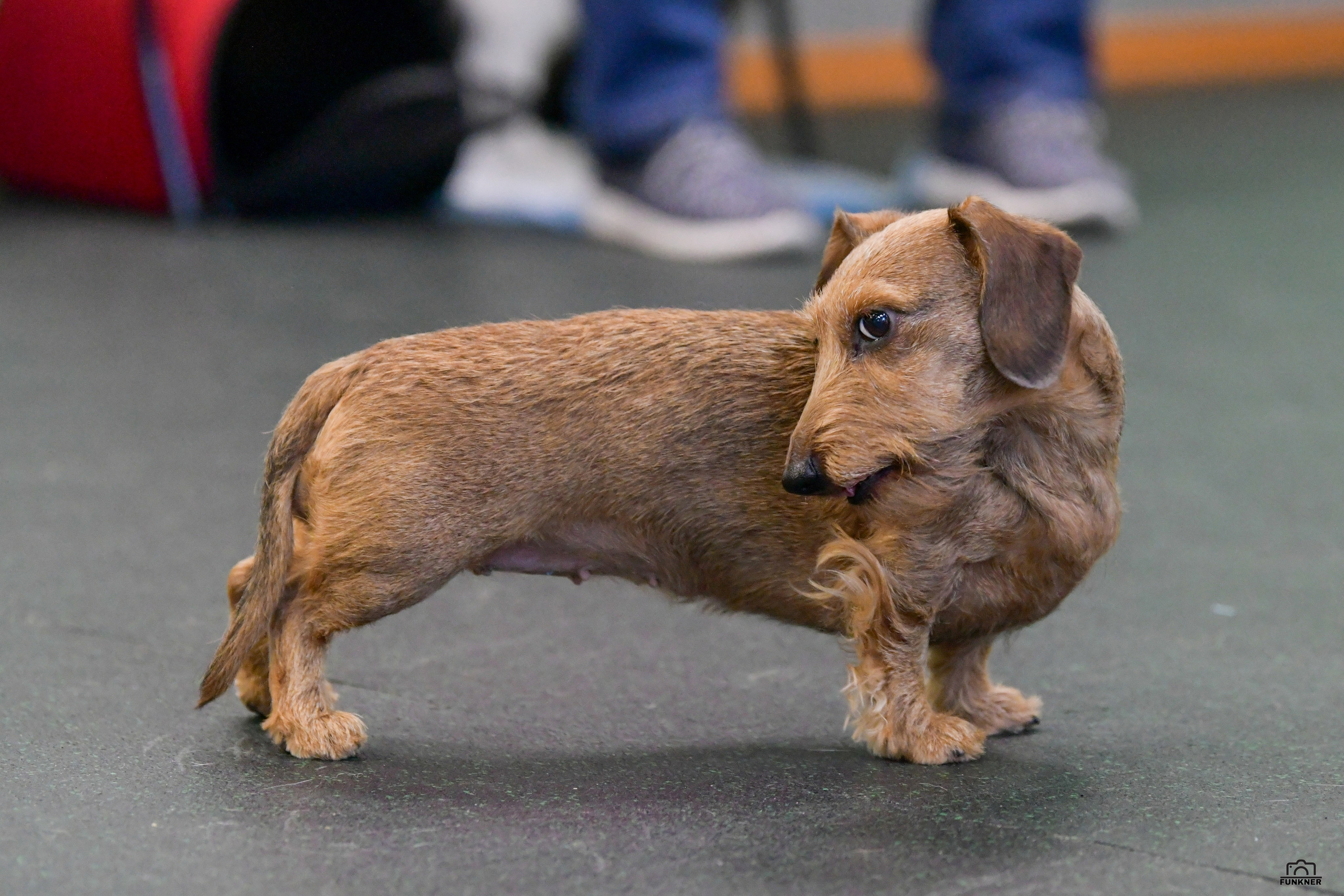 Кинологический клуб «Бодрый хвост». Свой взгляд через объектив