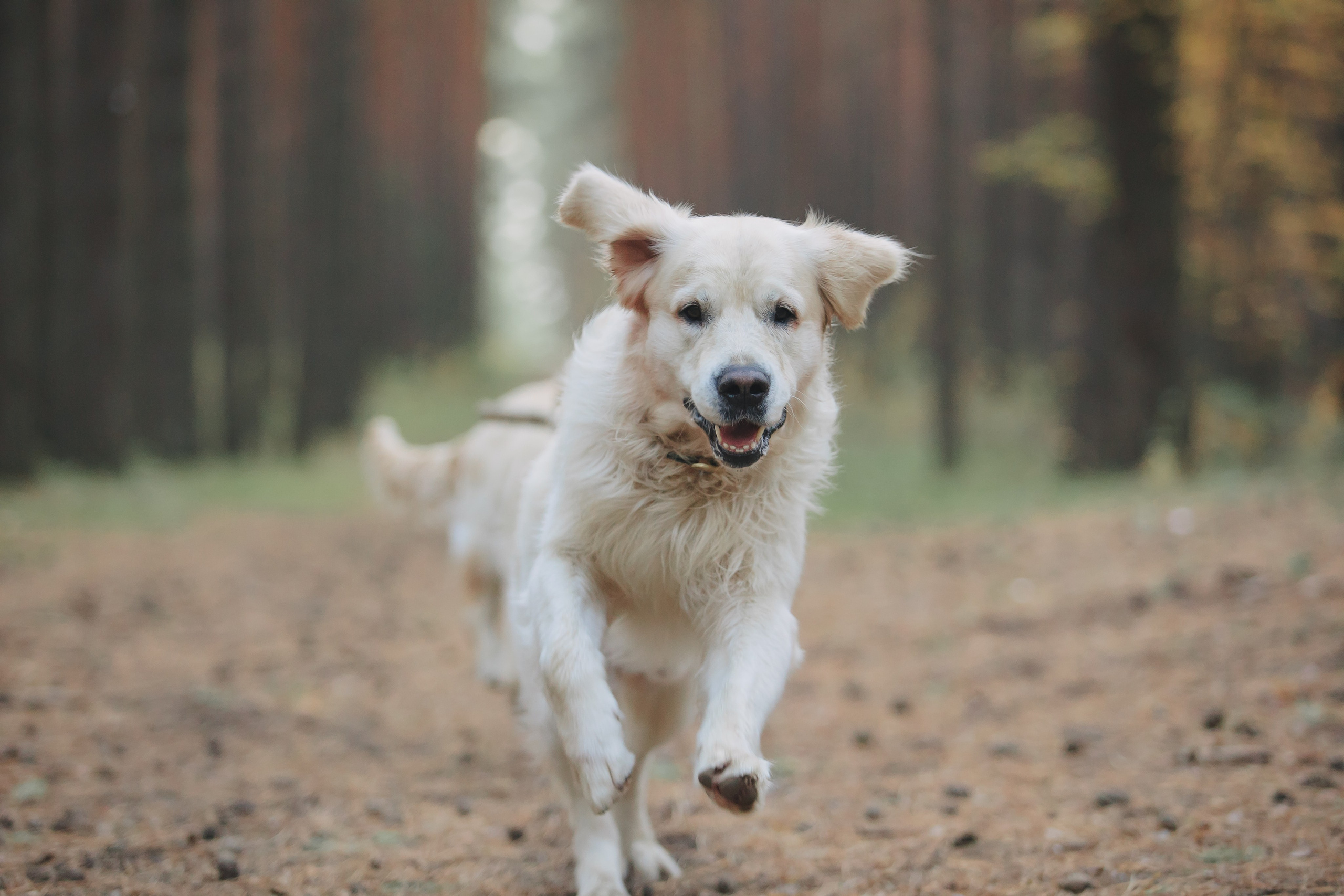Снежик и Веста. Свадебный и женский фотограф