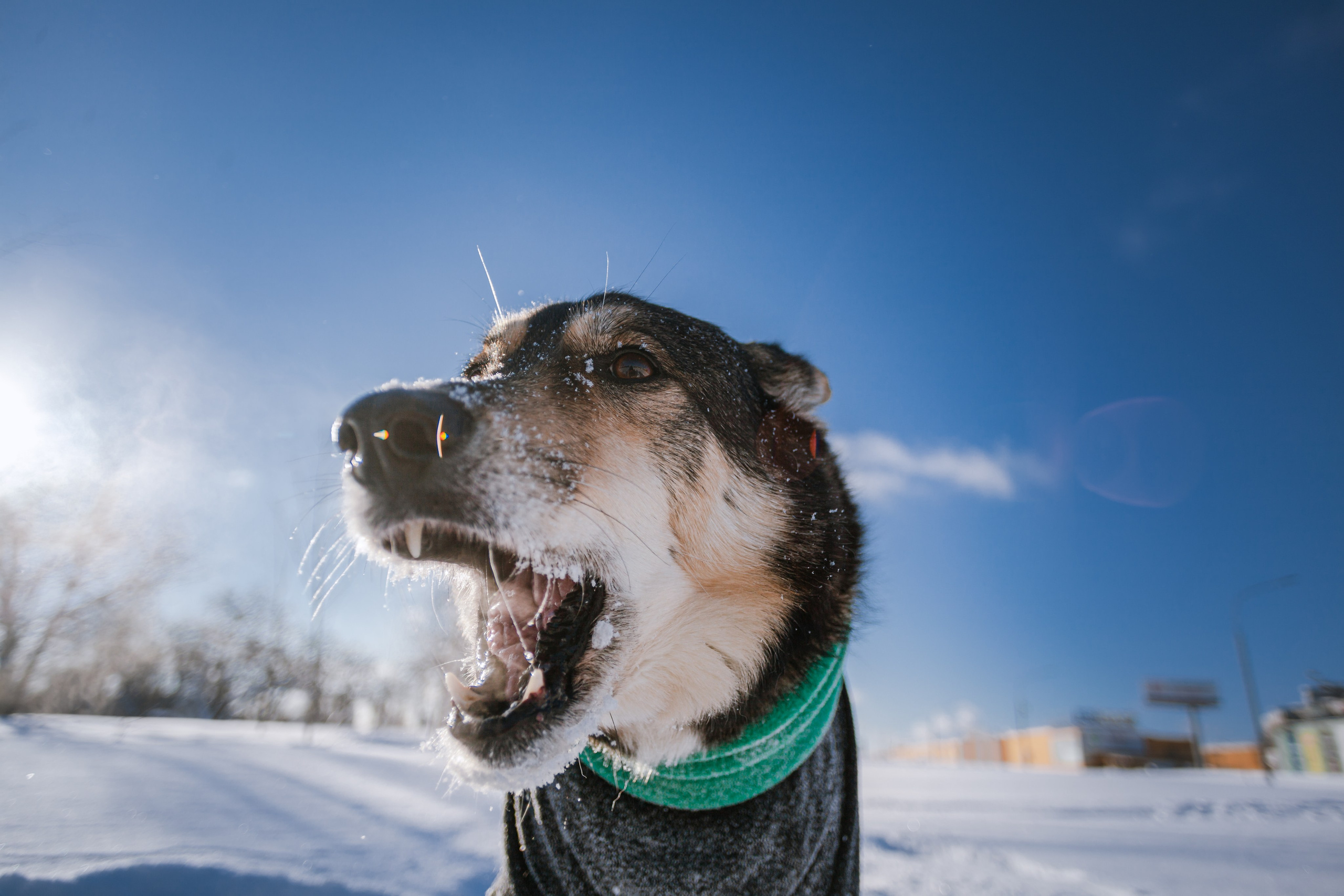 Зимняя экспресс съемка Дюка. Фотограф-анималист Татьяна Степанова