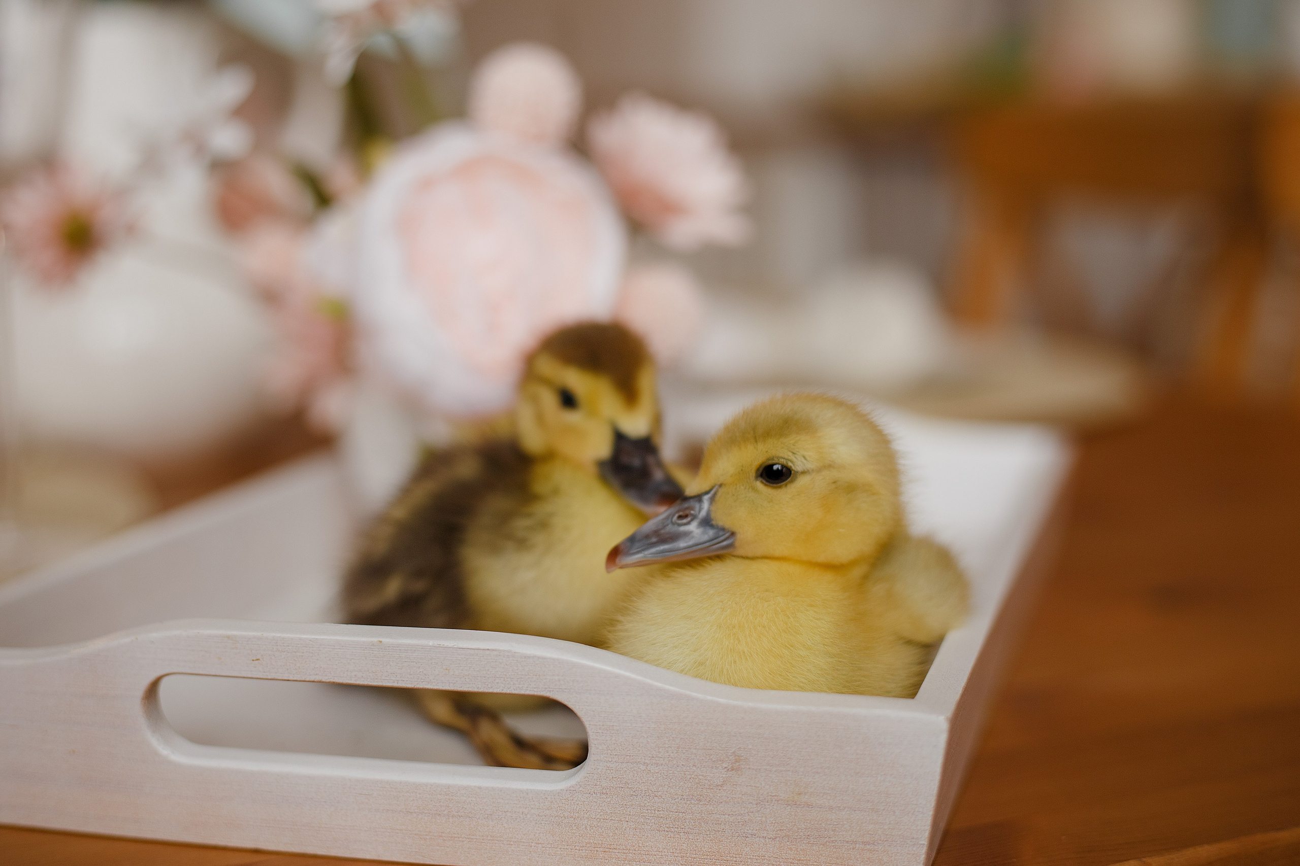 Утятки 25.03.24. Свадебный фотограф Санкт-Петербург  Москва