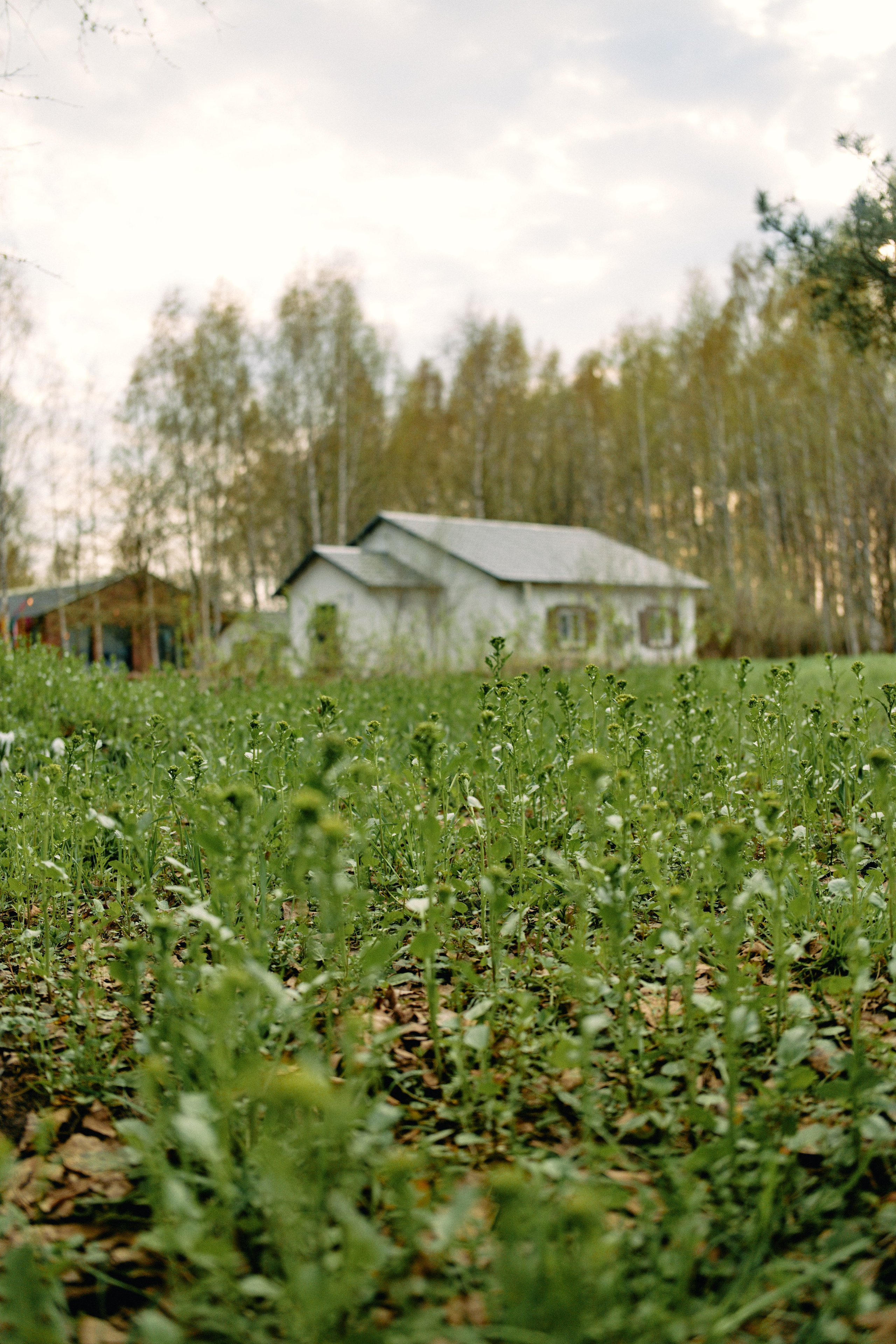 Бутик-отель Поле летом. Профессиональный Фотограф во Владимире, в Москве и в Суздале — Полина Романычева