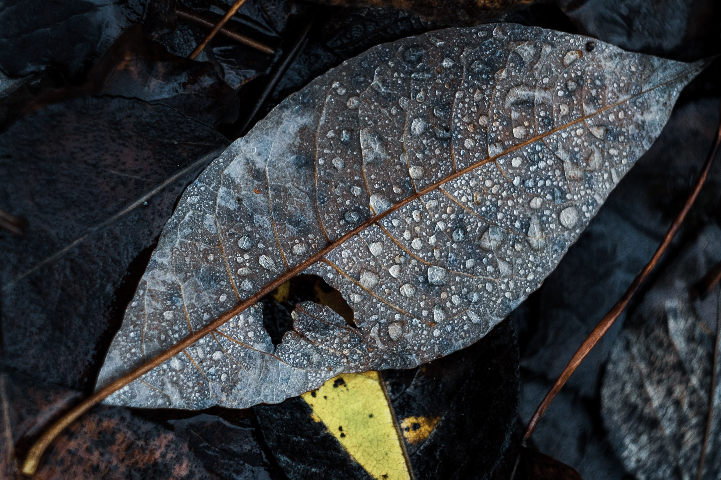 Природа. Фотограф Ирина Иванова