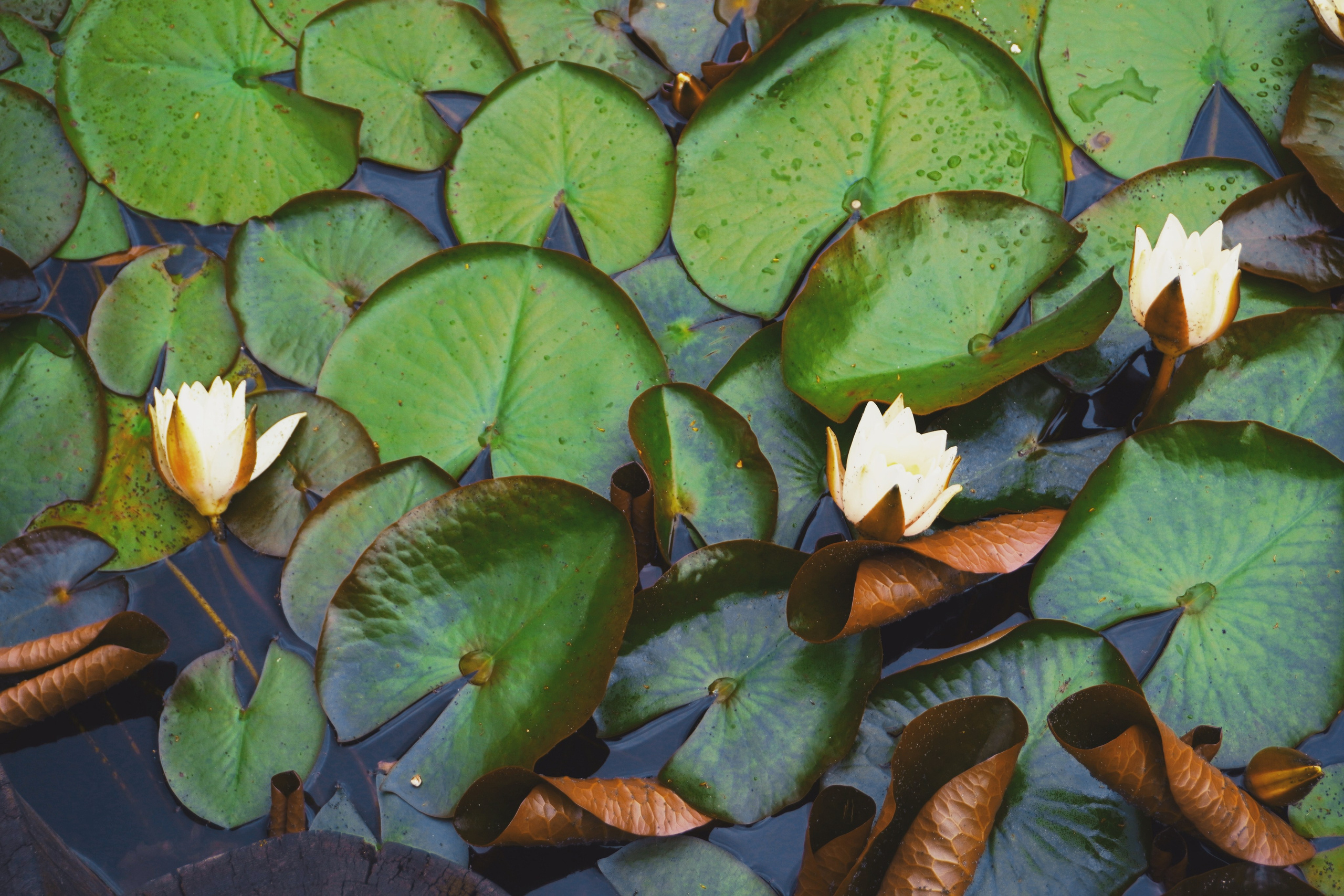 Лилия лето. Предметная фотография. Москва