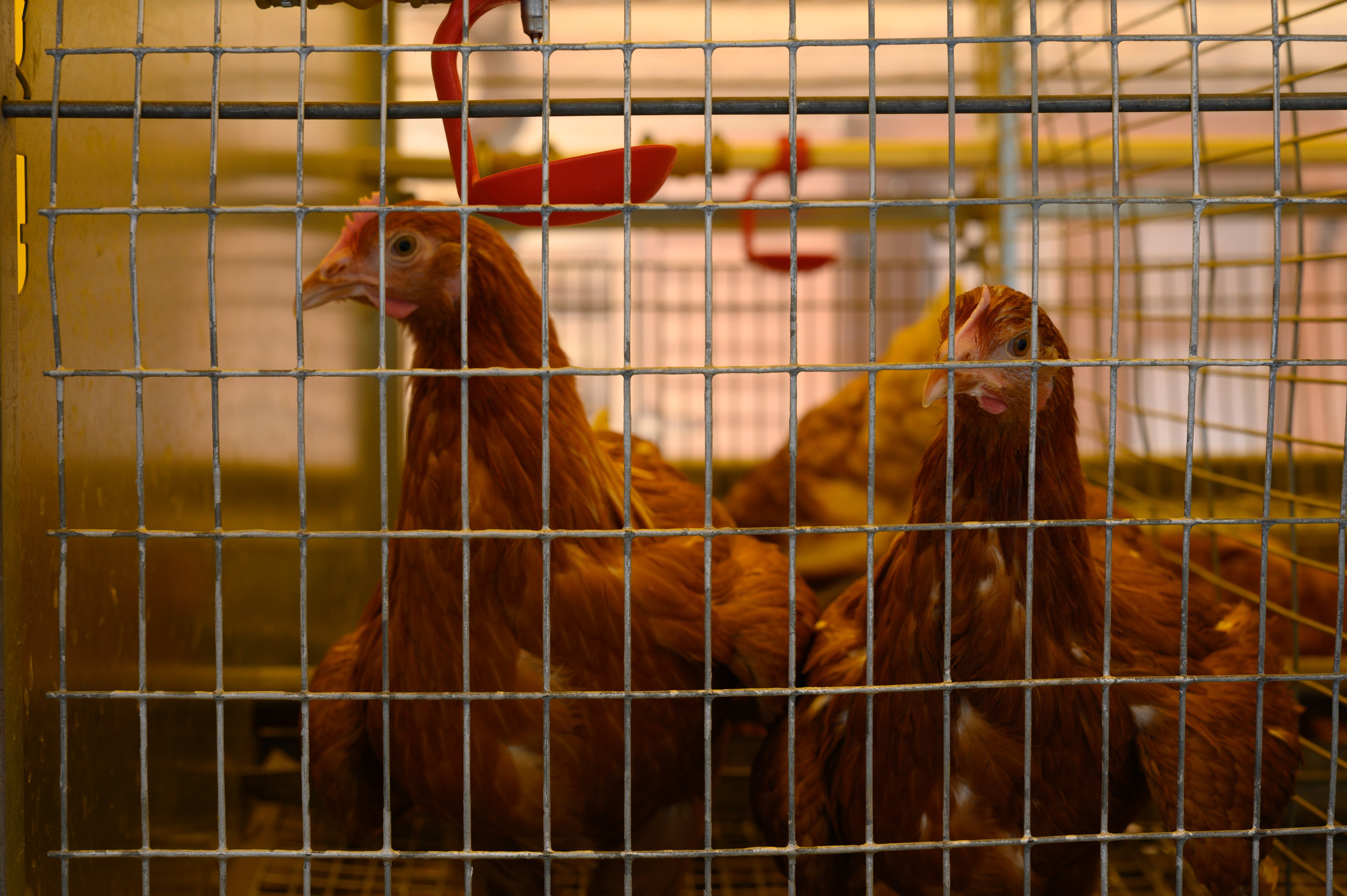 Агровыставка. Фотоуслуги, услуги фотографа, фотографирование важных событий