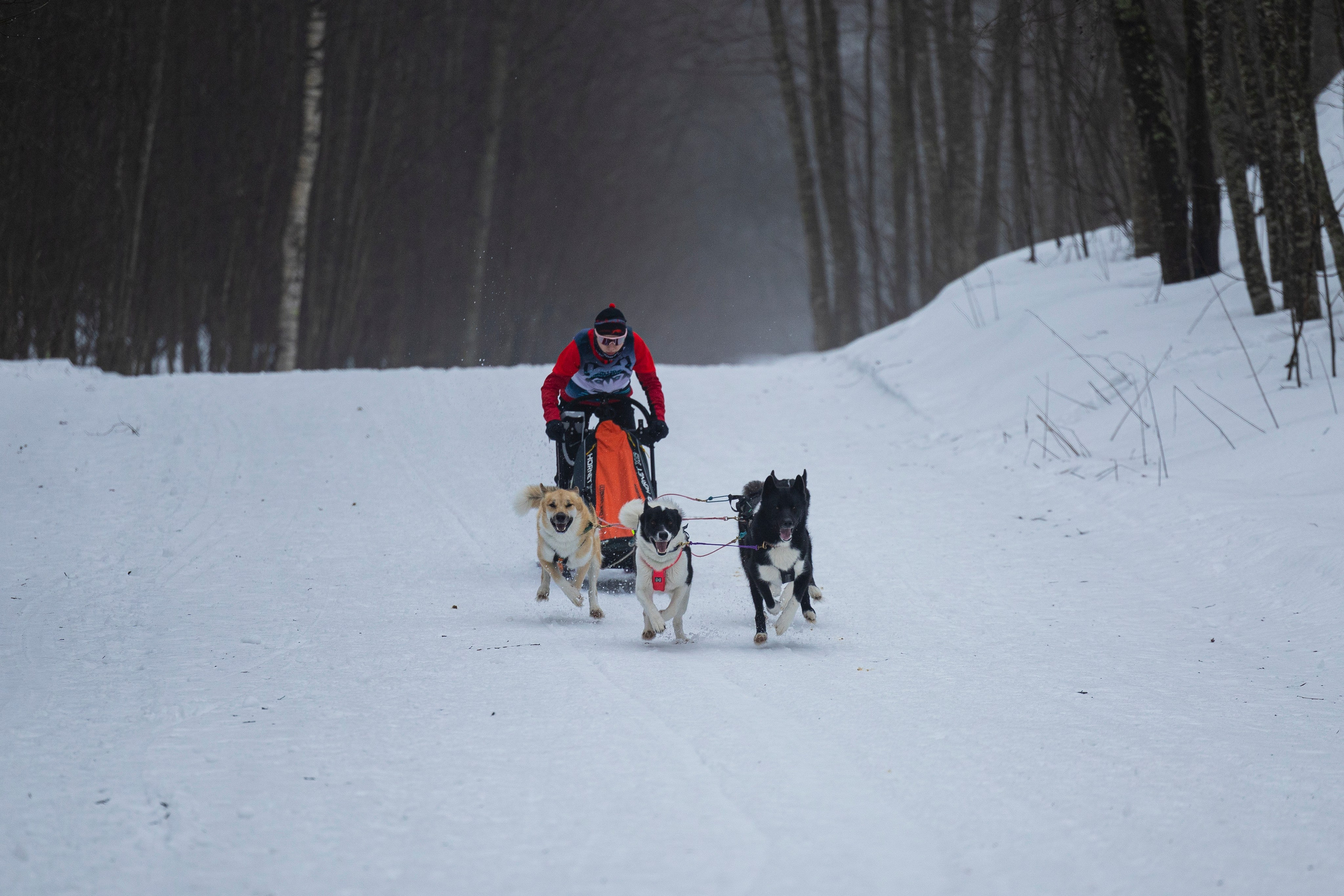 Зимний Чемпионат Санкт-Петербурга по ездовому спорту. Фотограф-анималист Анна Маринич