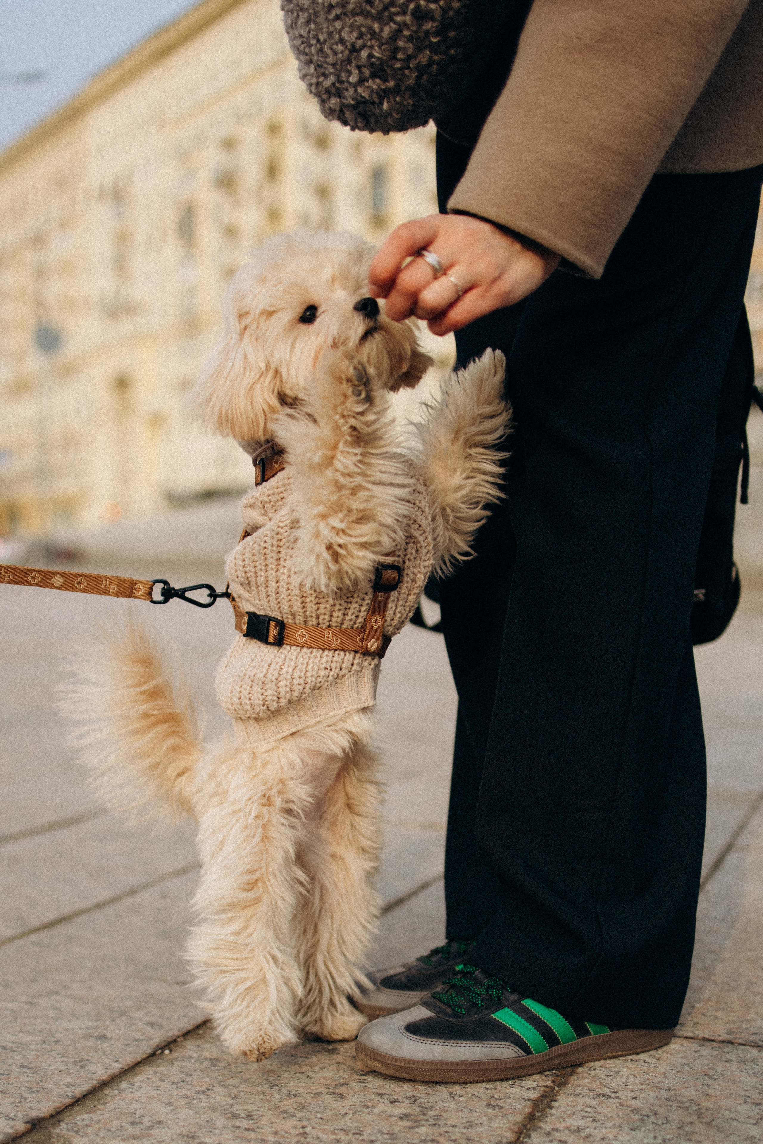 Маша, Лиза и Луна. Фотораф — анималист Мария Шистка