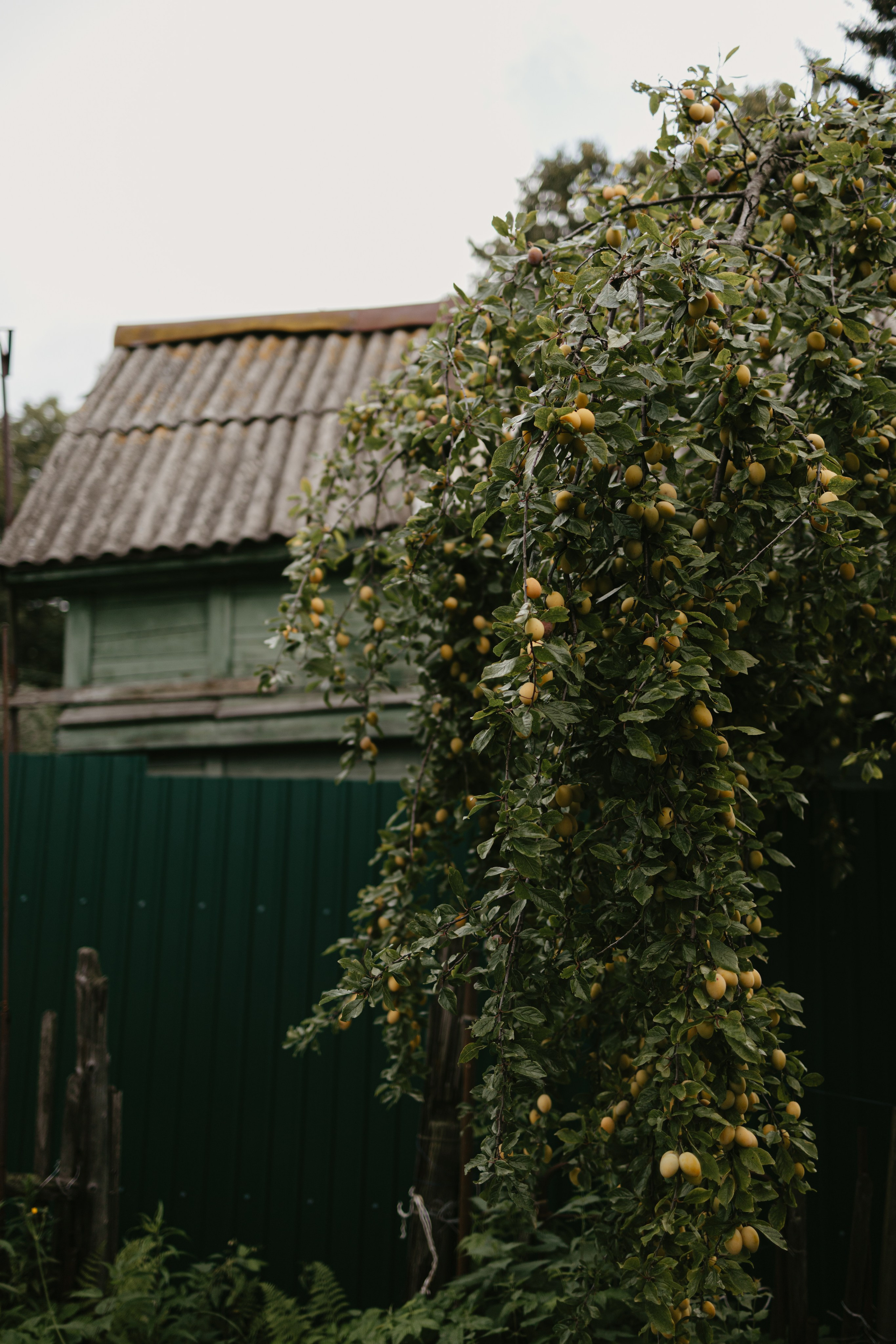 Зимний и летний сад. Фотограф Эльмира Лин