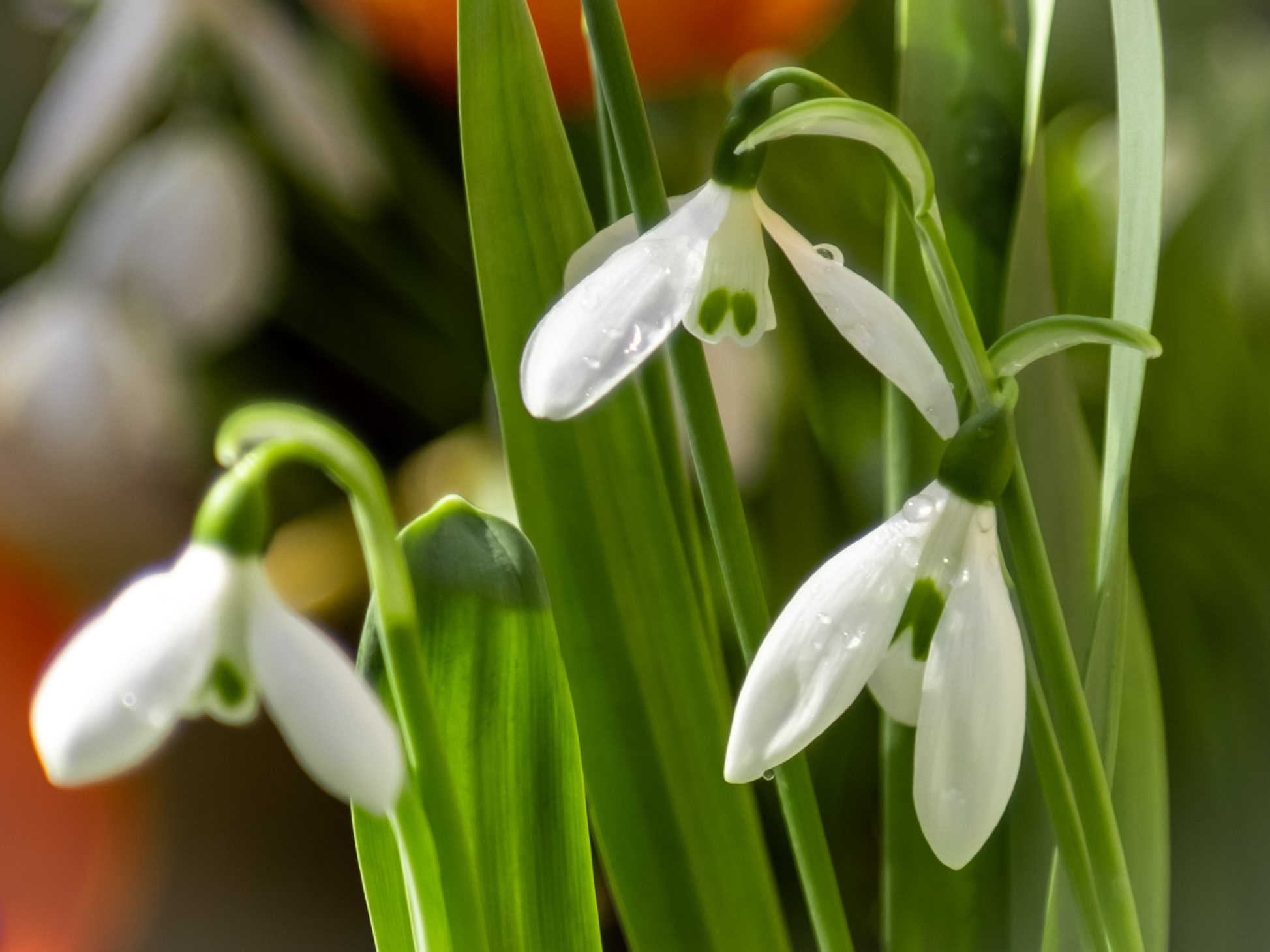 Весенние цветы. Фотосессии и репортаж — Фотограф в Москве — Рина Серёгина