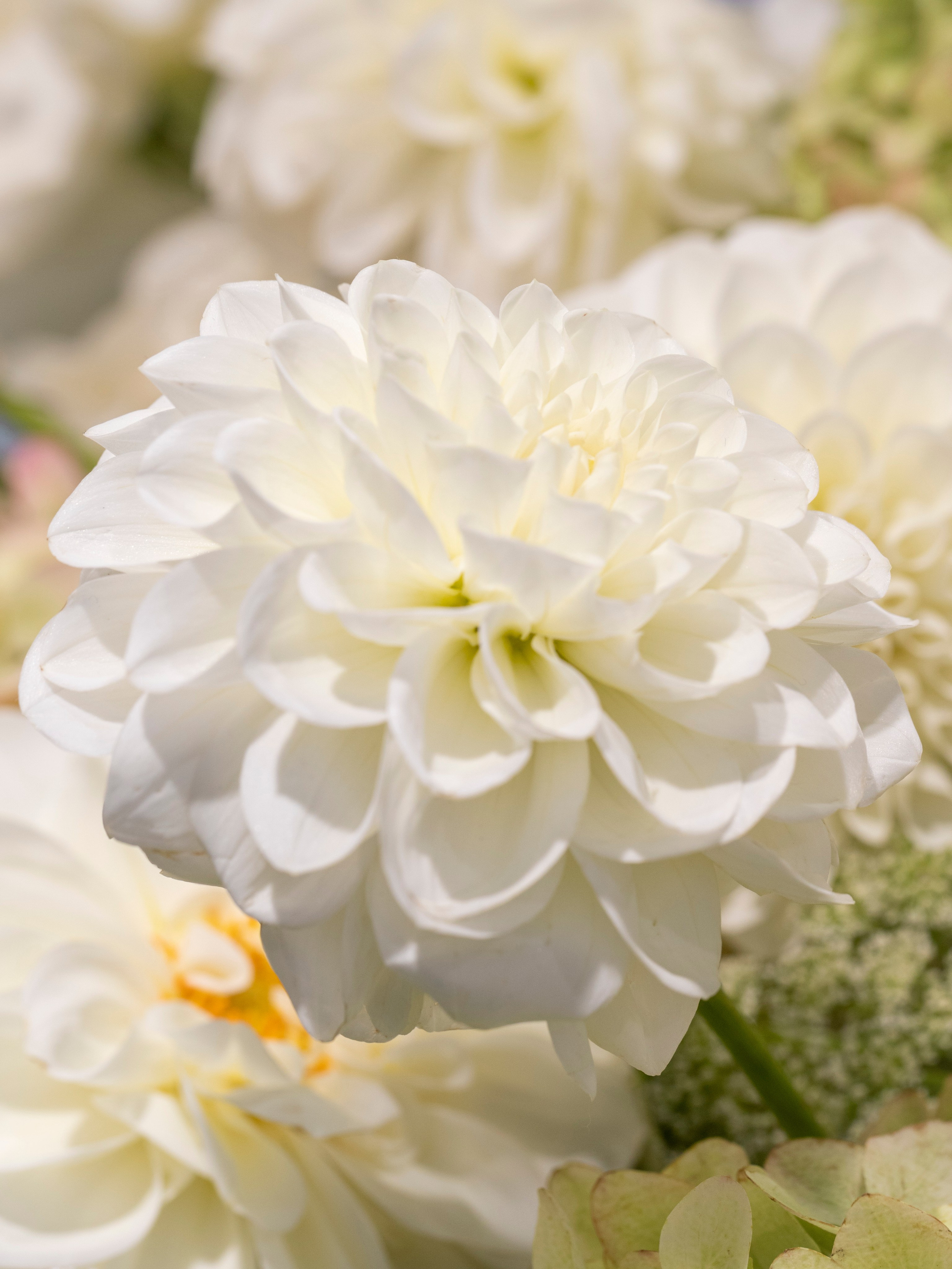 Цветы-Экспо 2023. Фотосессии и репортаж — Фотограф в Москве — Рина Серёгина