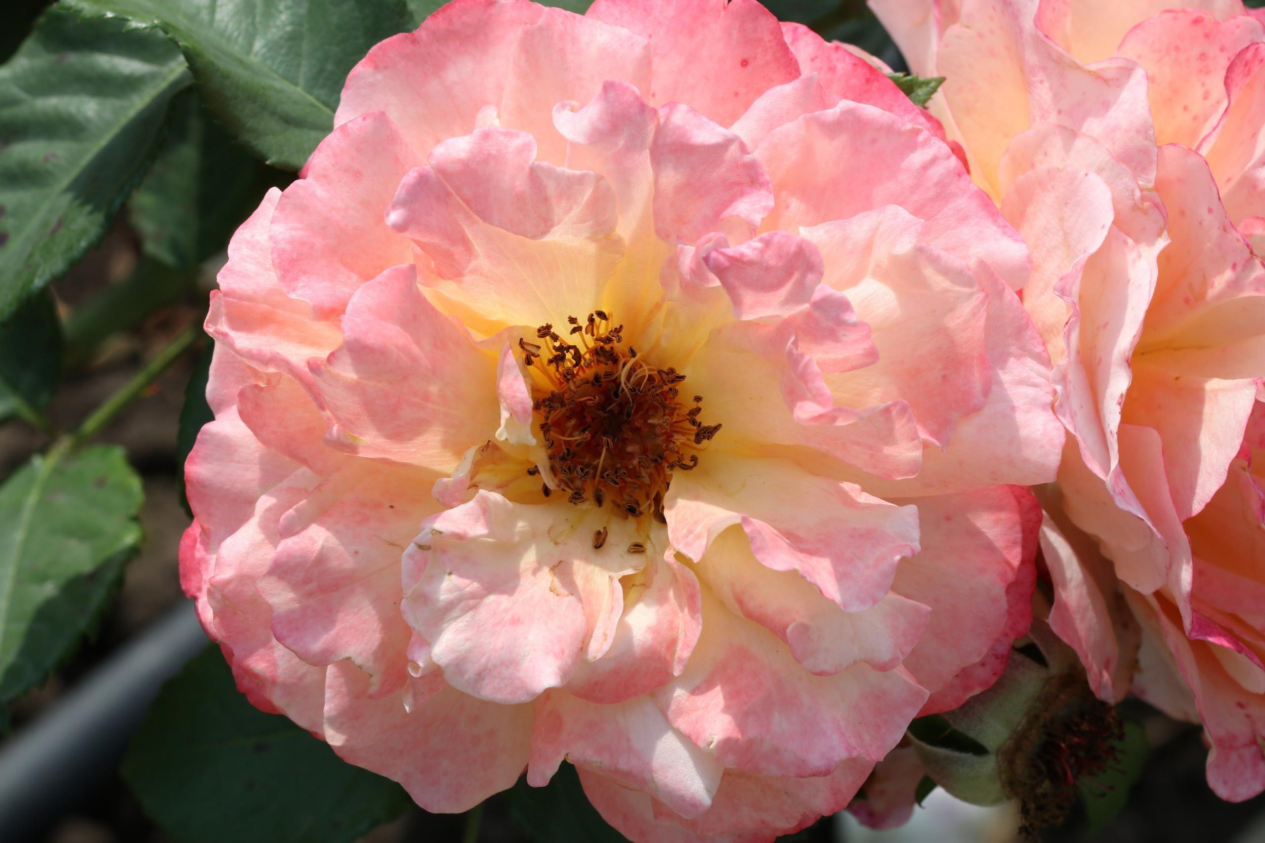 Долина роз в Кисловодске. Фото-художник и Репортажный фотограф Николаев Александр Алексеевич