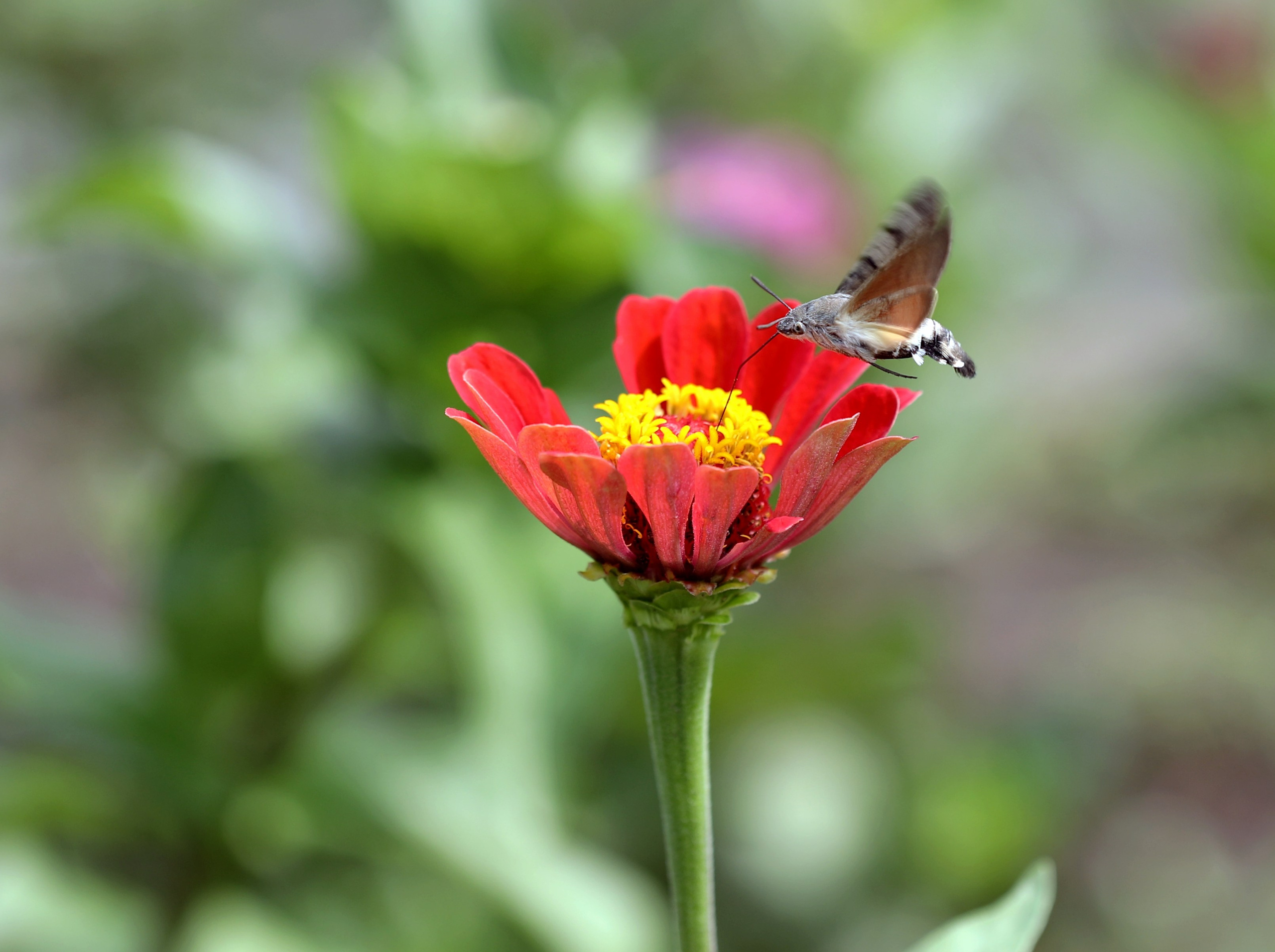 Насекомые юга России. Фото-художник и Репортажный фотограф Николаев Александр Алексеевич