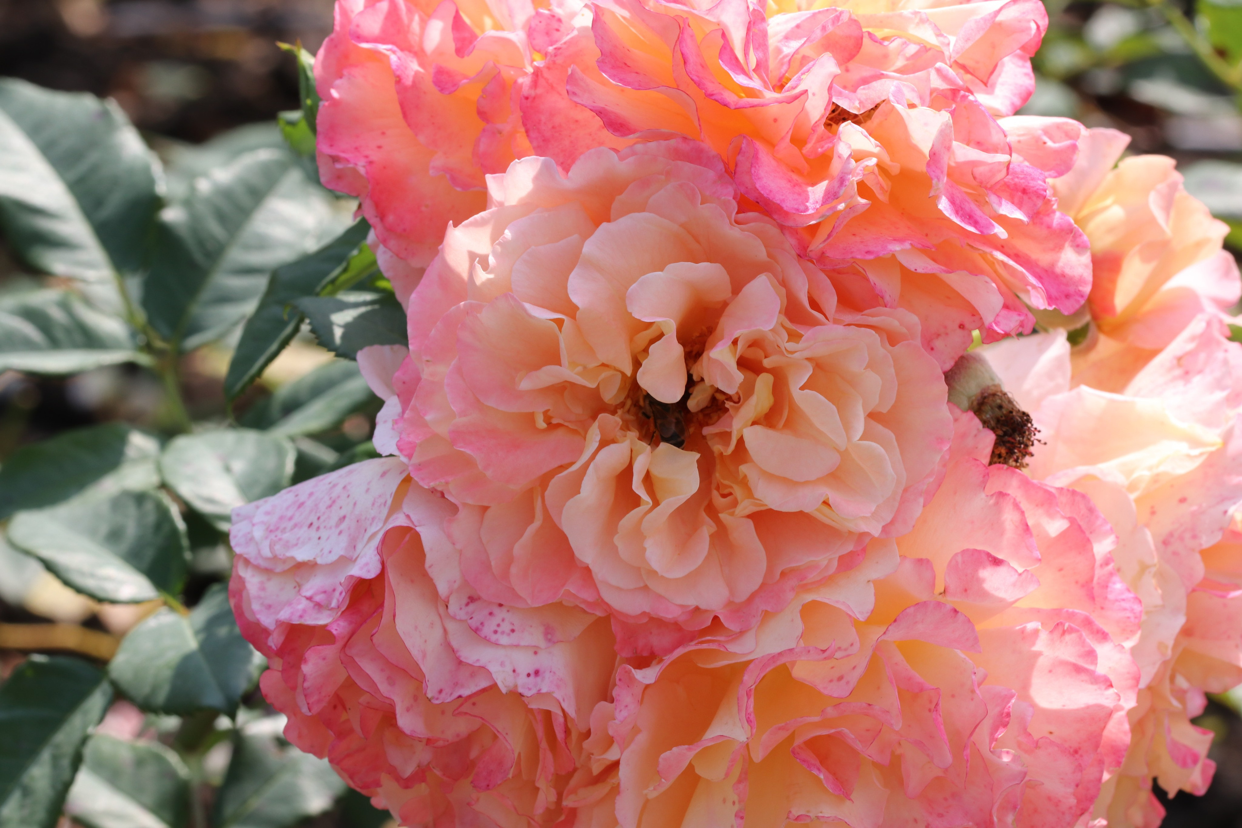 Долина роз в Кисловодске. Фото-художник и Репортажный фотограф Николаев Александр Алексеевич