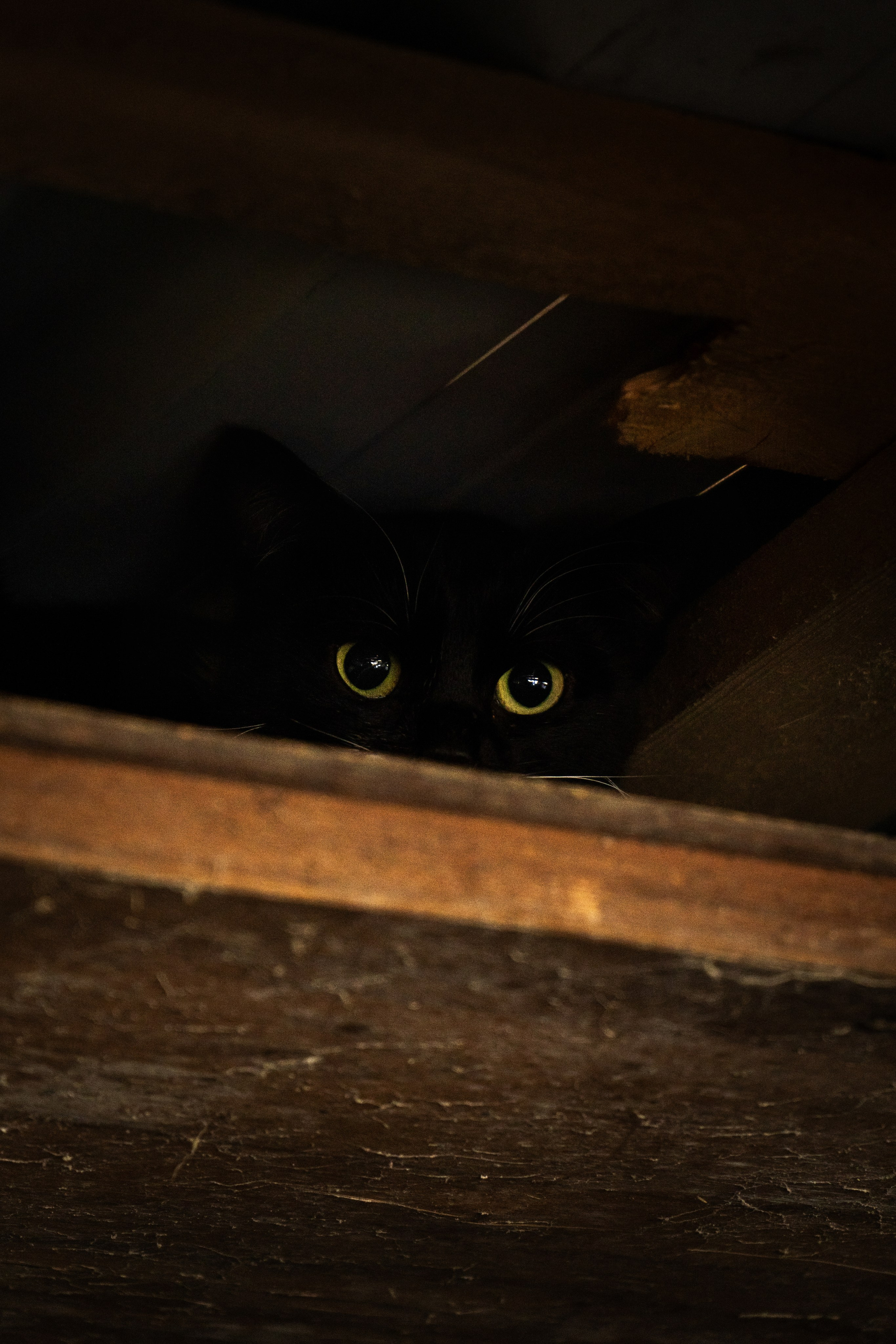 Pets. Makaroshkassirom — photographer in Minsk