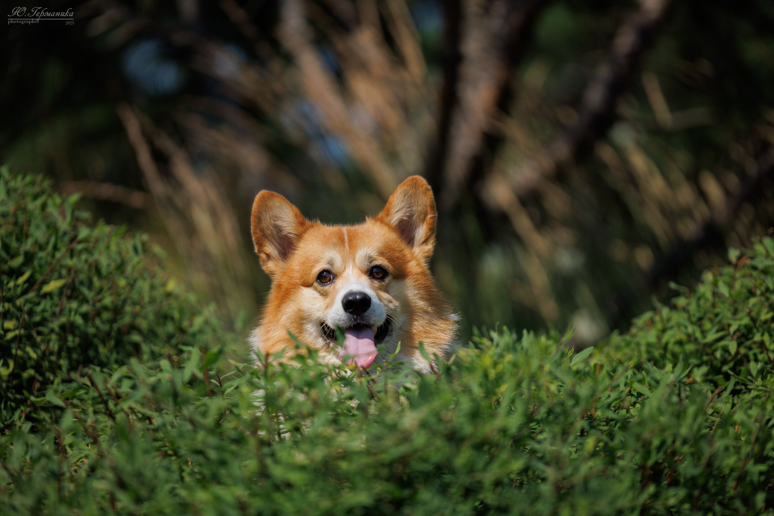 Фотосет Бригада УХ)). Фотограф-анималист Юлия Германика