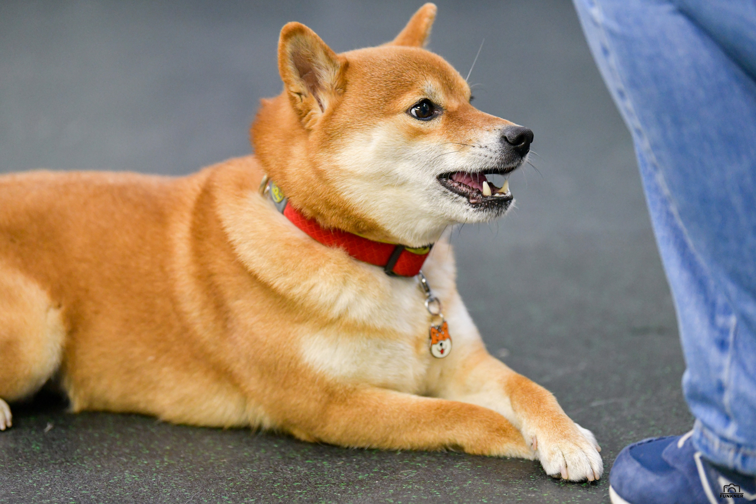 Кинологический клуб «Бодрый хвост». Свой взгляд через объектив