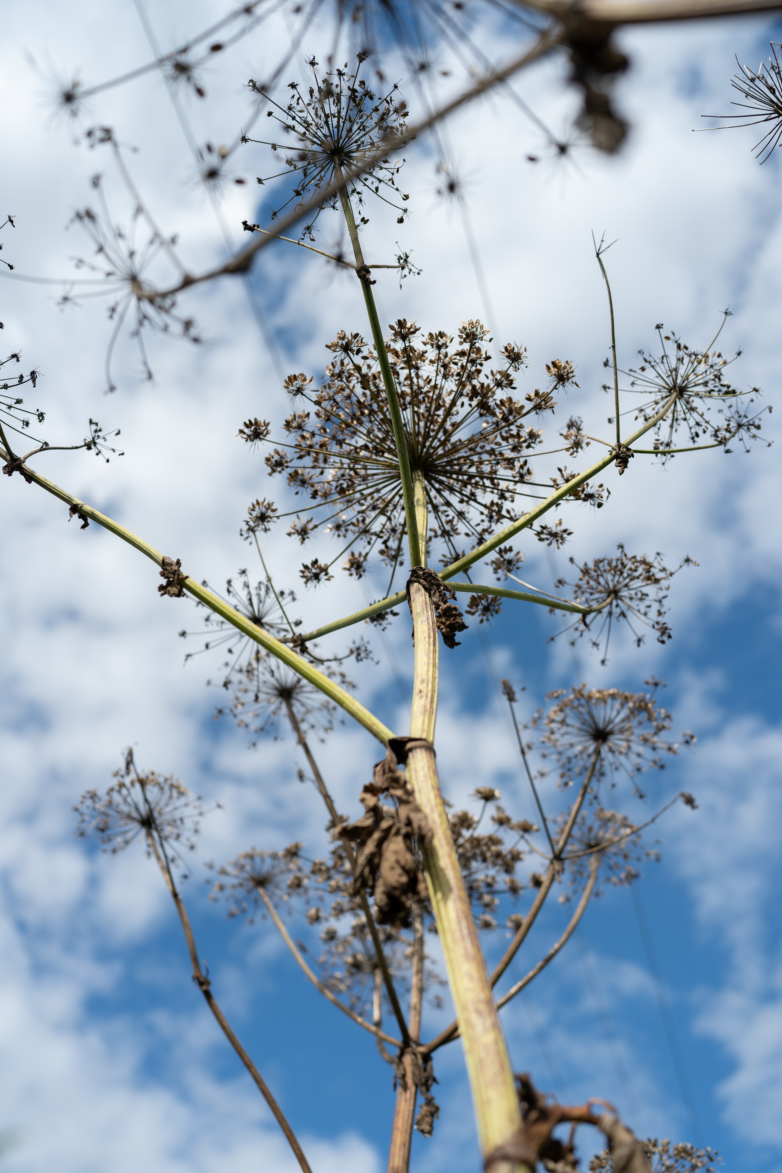 Для души. Фотосессия портрет, ню, будуар, стрит фотограф Москва Юлия Кафизова