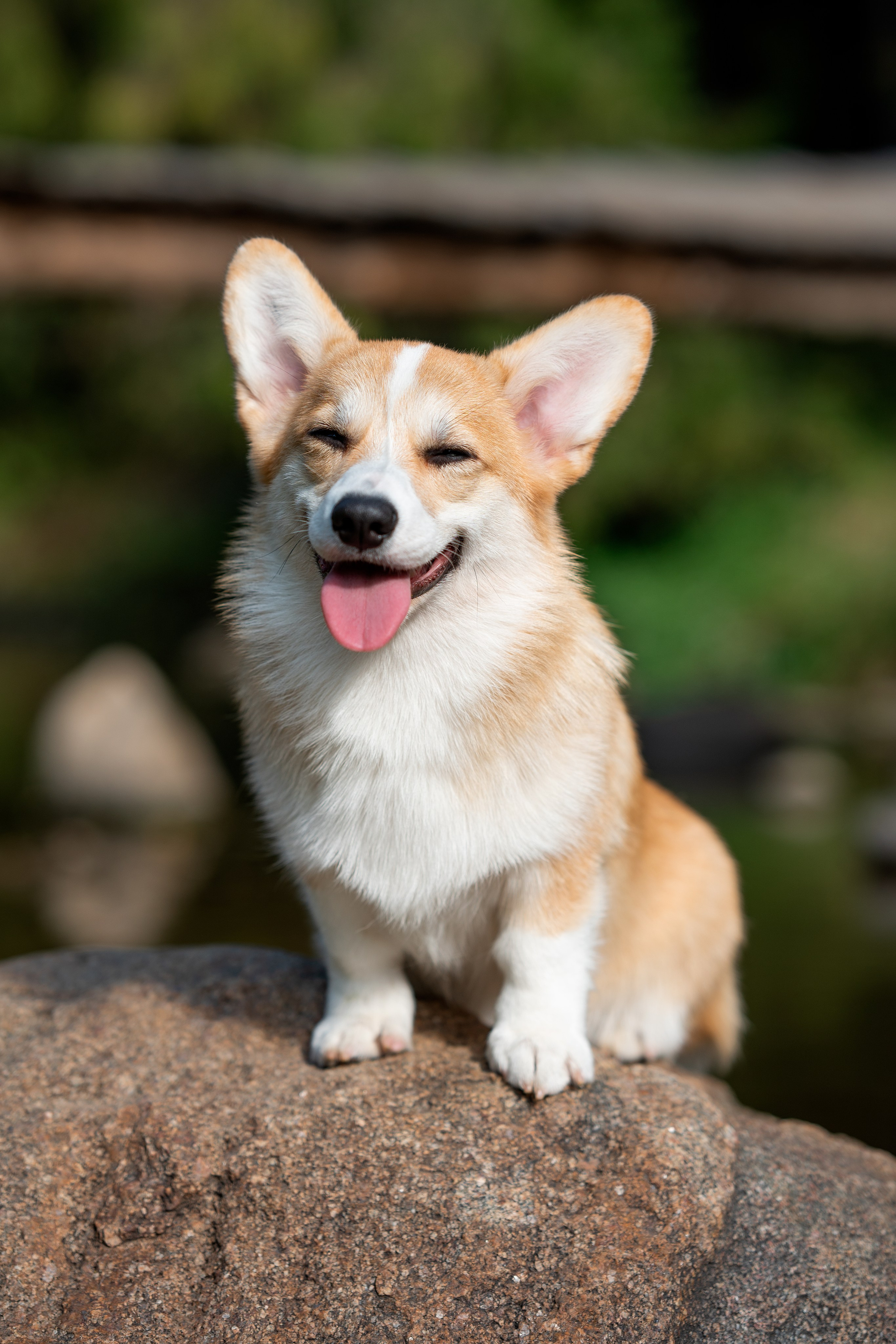 Заводчик Ольга Кушкина. Творческий фотограф Вологда