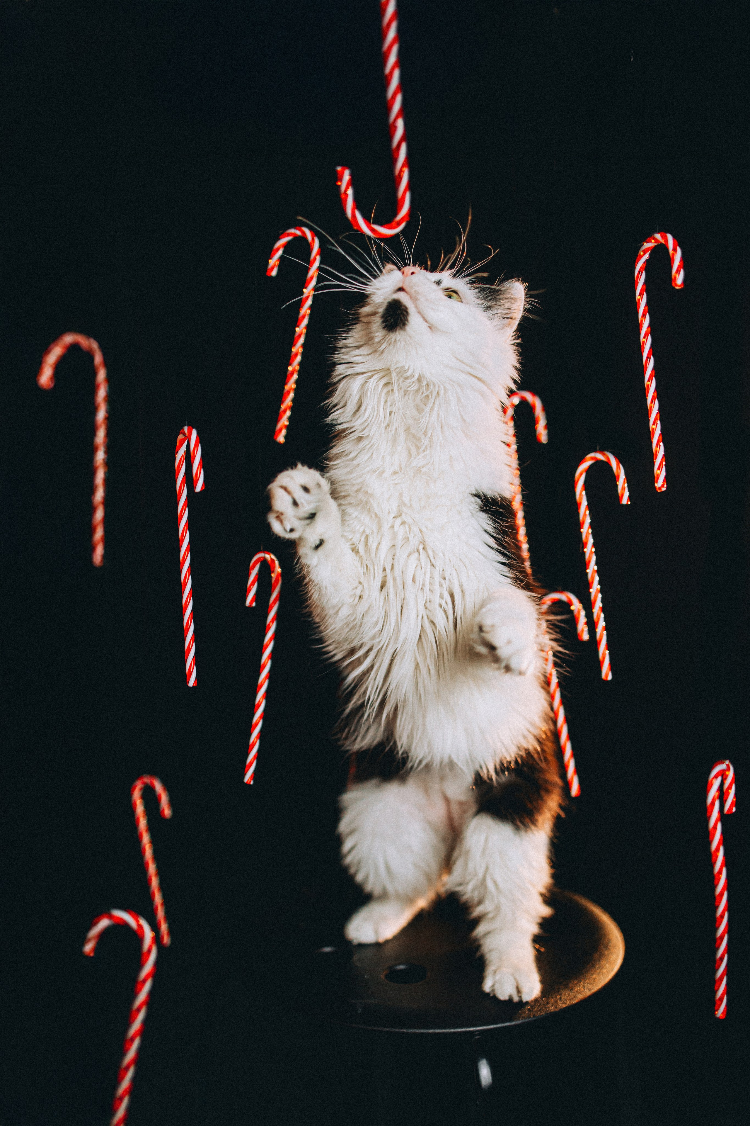 Джек, Бет и Кову