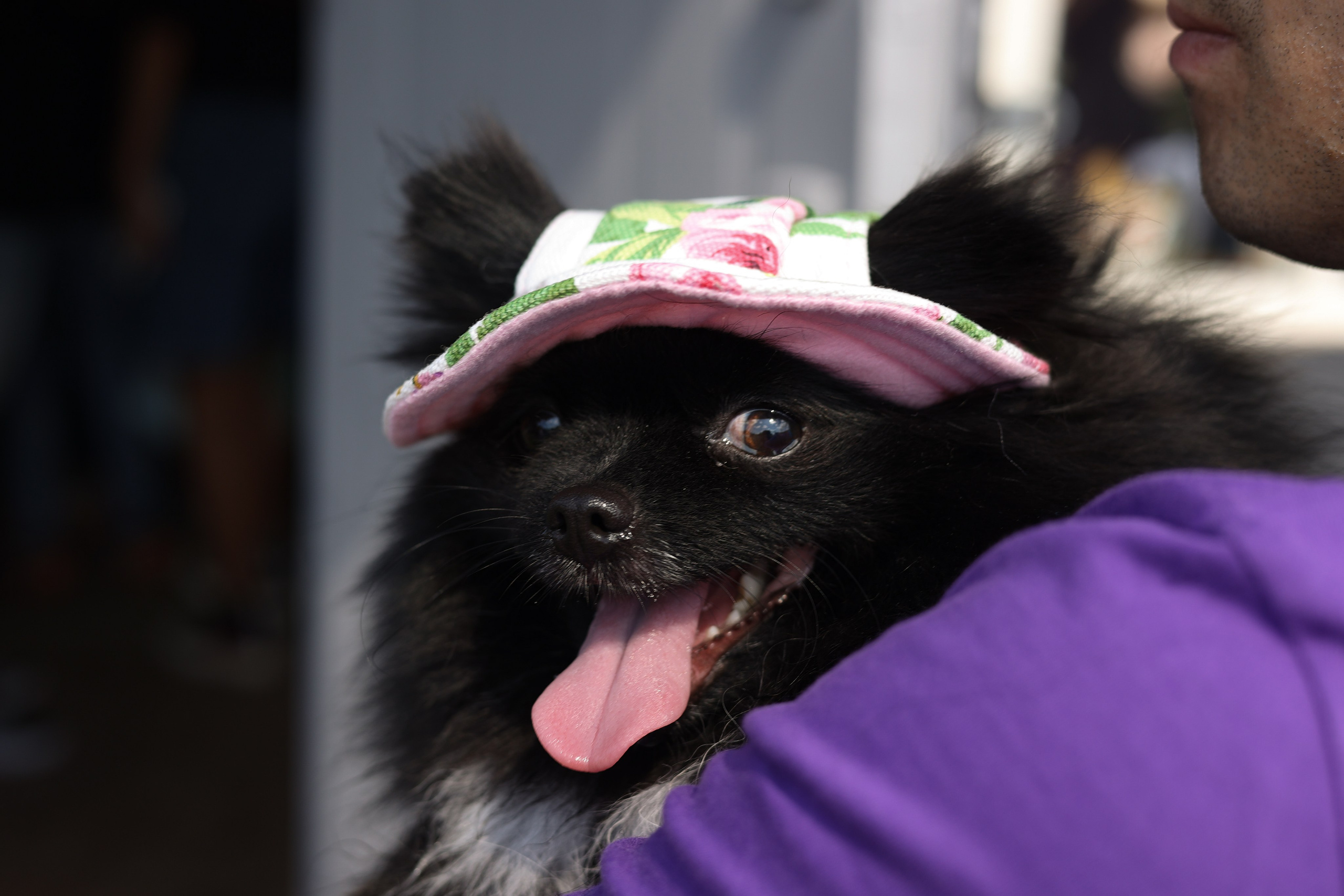 Апероль 1 годик. Фотограф Санкт-Петербург