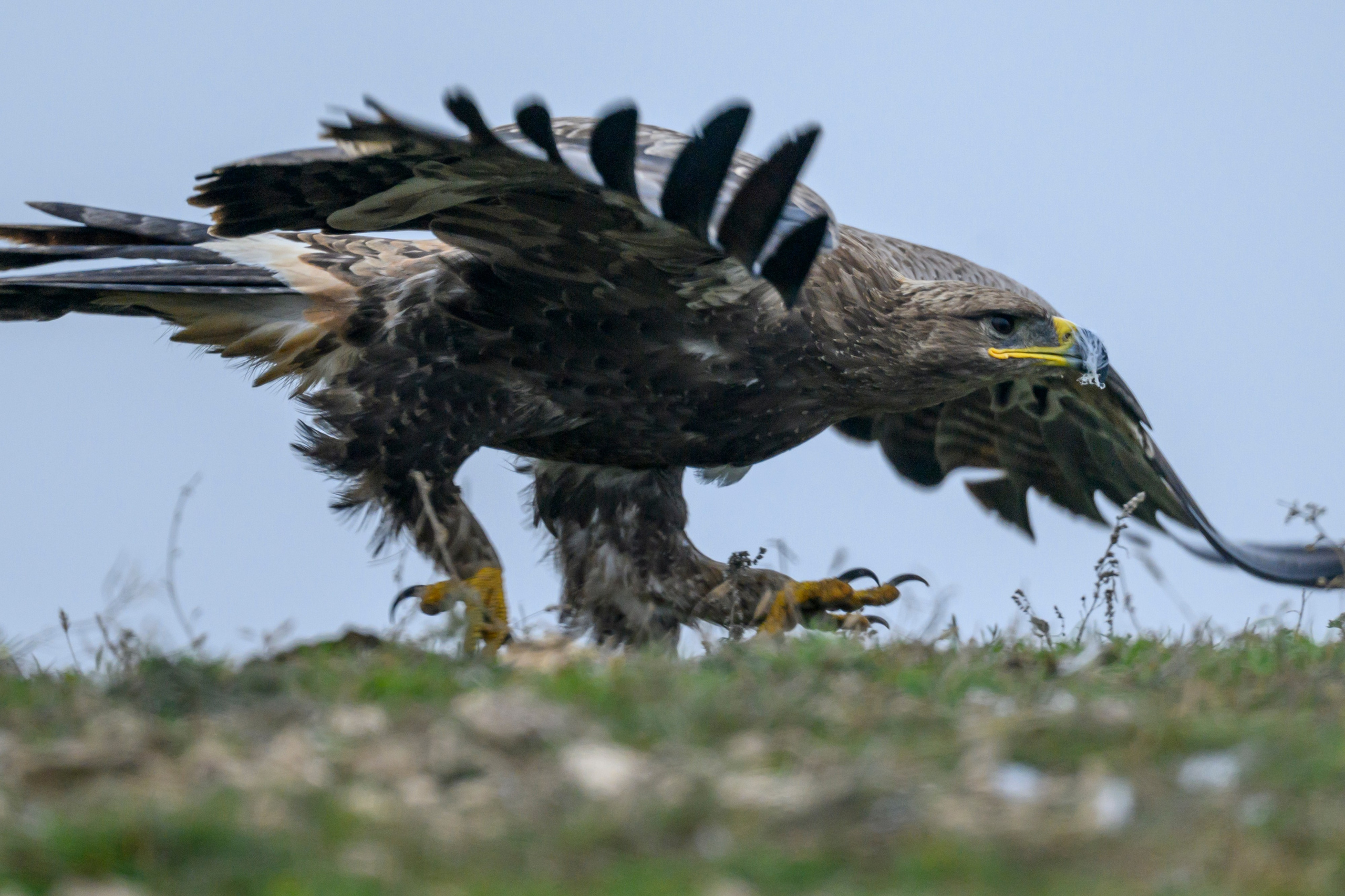 Дагестан. Ноябрь 2025. Фотограф Сергей Пупонин