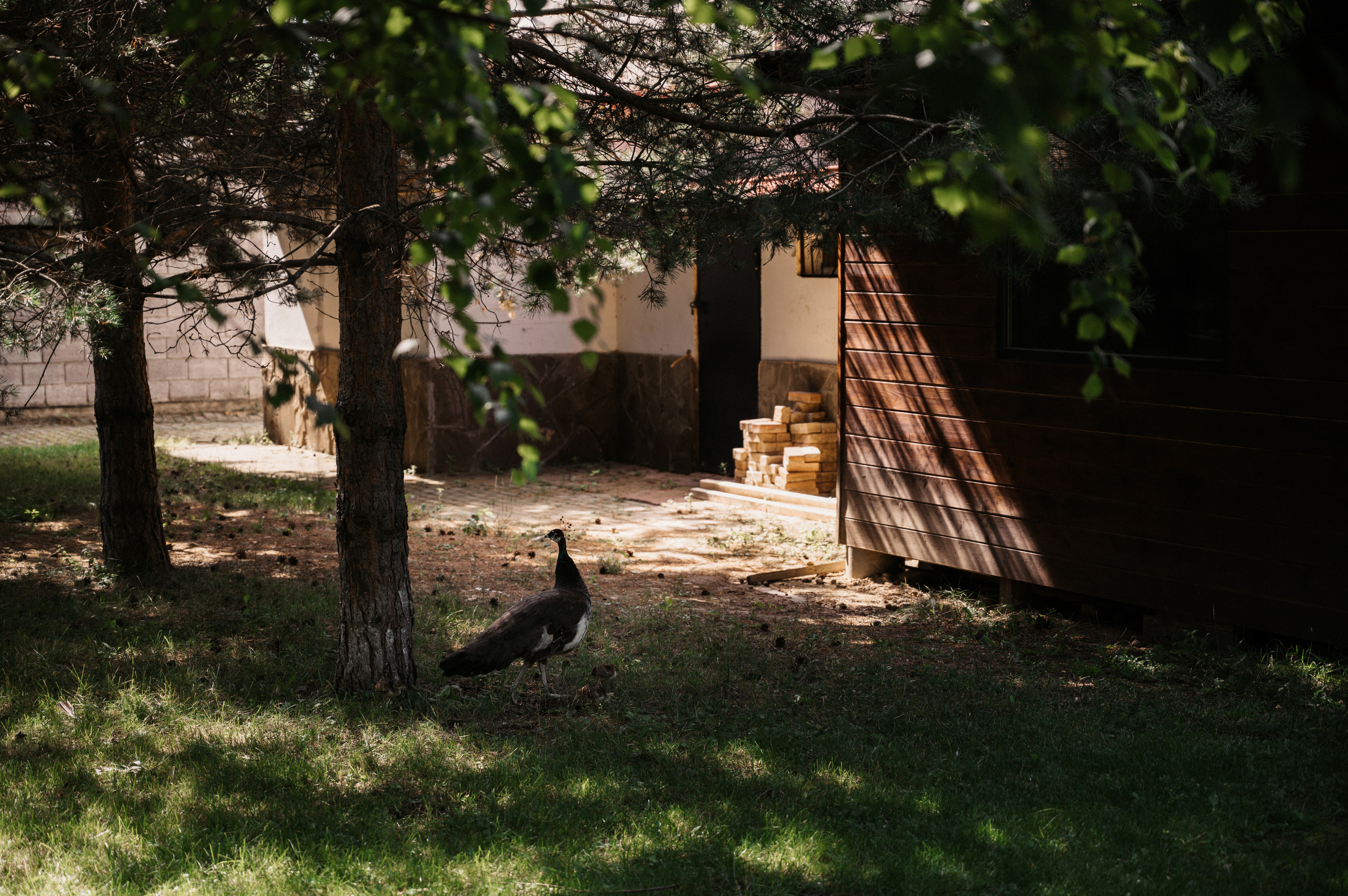 Счастливы и точка. Свадебный фотограф Александр Давыдов