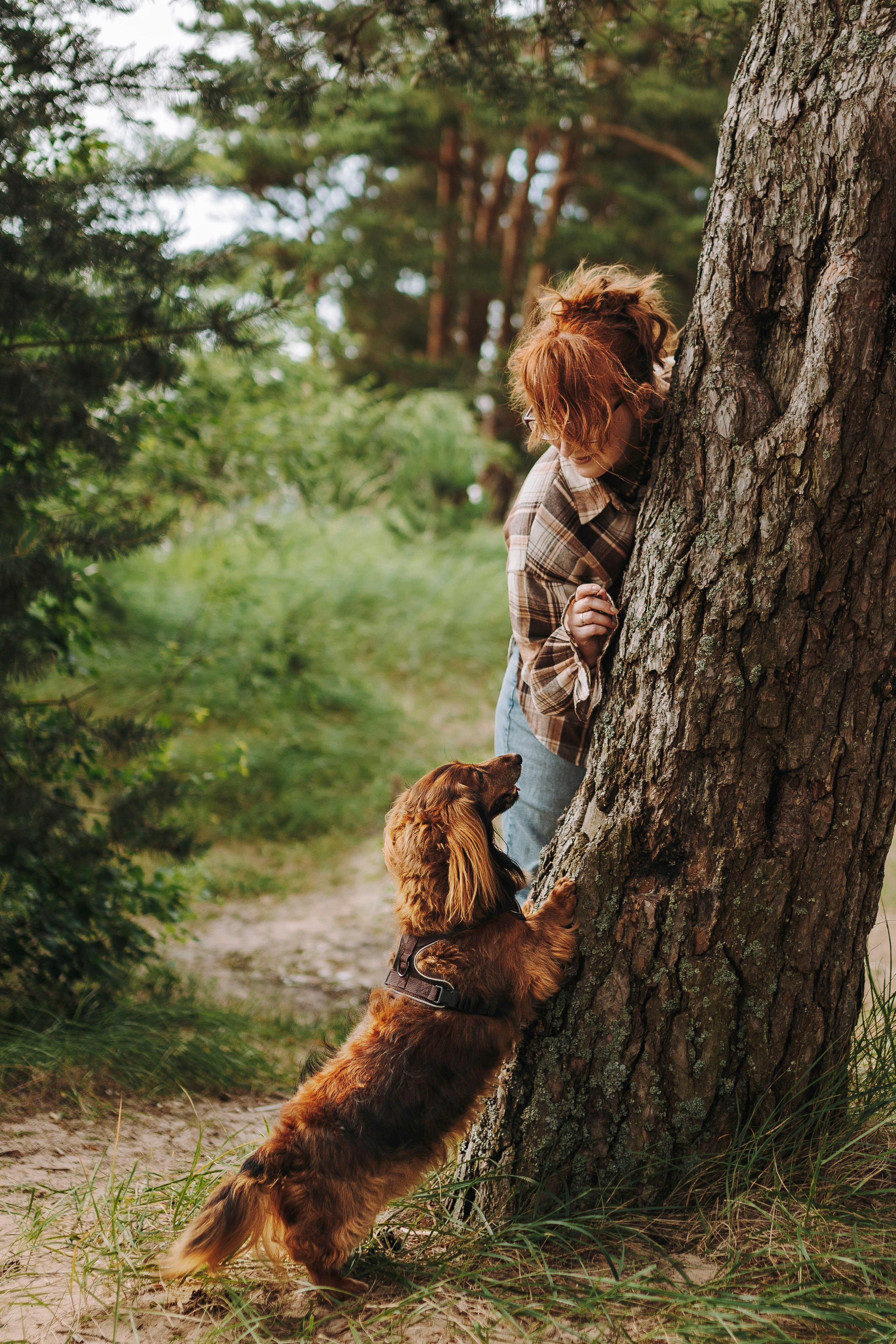 Фотосессия с длиношерстной таксой на пляжн. Фотограф анималист в Спб недорого Олеся Майорова