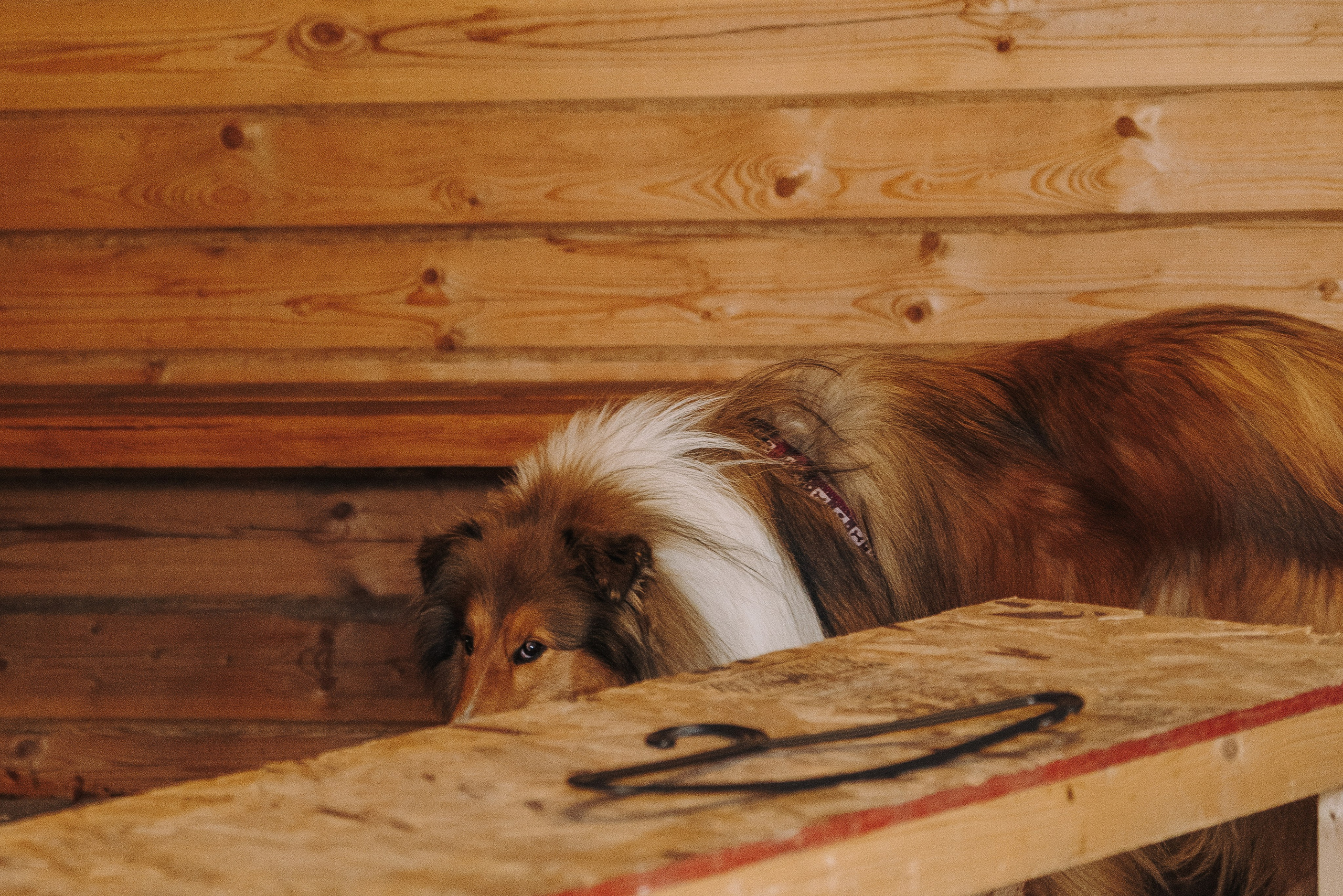 Соревнования по ноузворку в Лосево. Фотограф анималист в Спб недорого Олеся Майорова