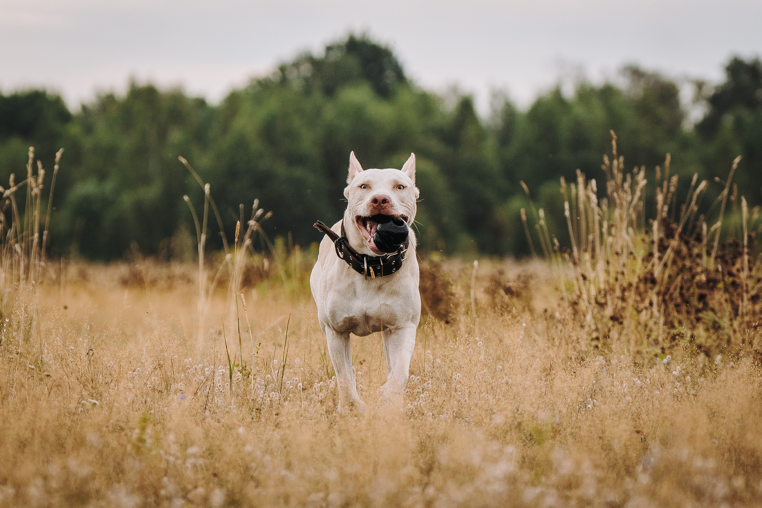 Оля и Гламур. Фотограф анималист в Спб недорого Олеся Майорова