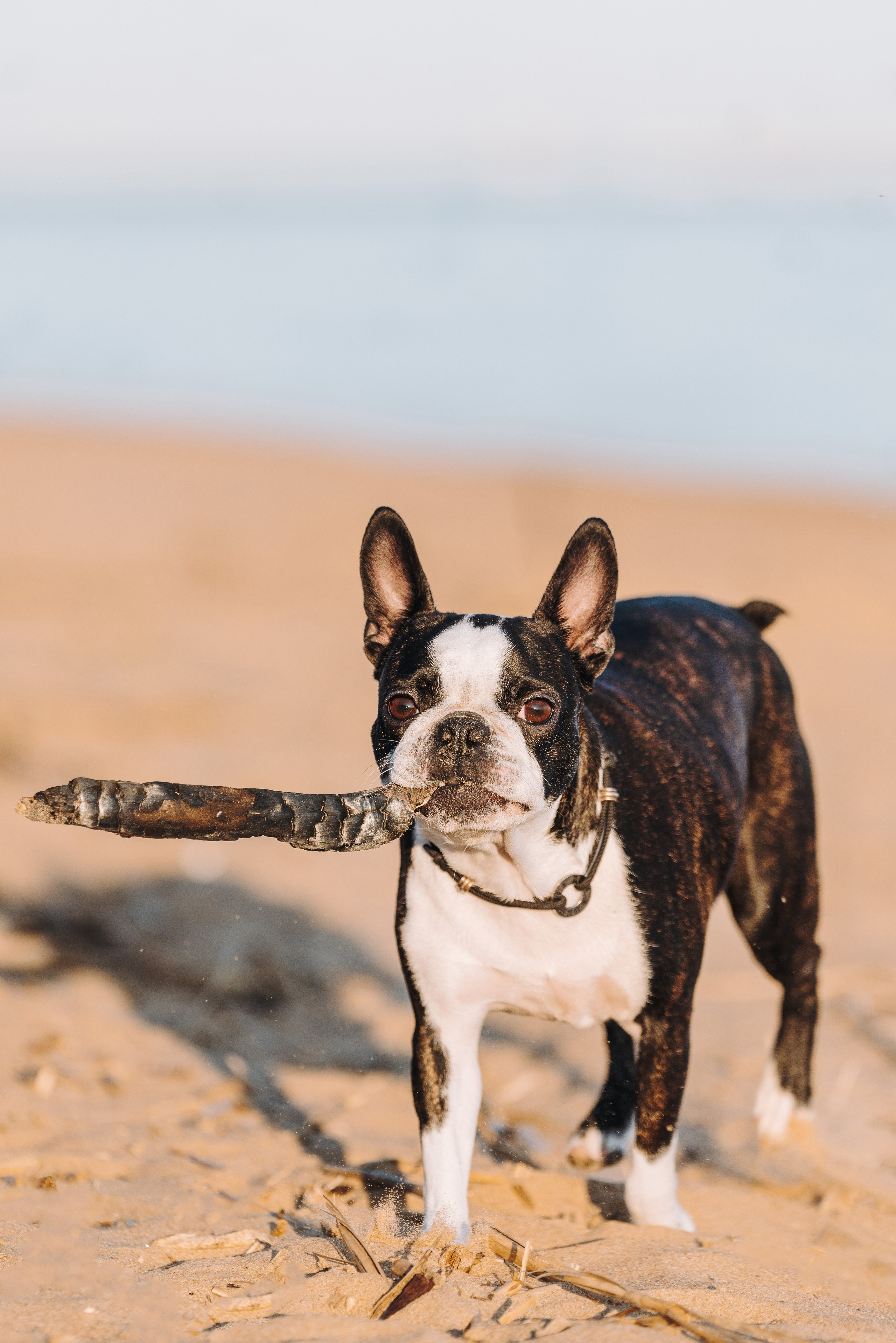 Анаита и Дора. Фотограф анималист в Спб недорого Олеся Майорова