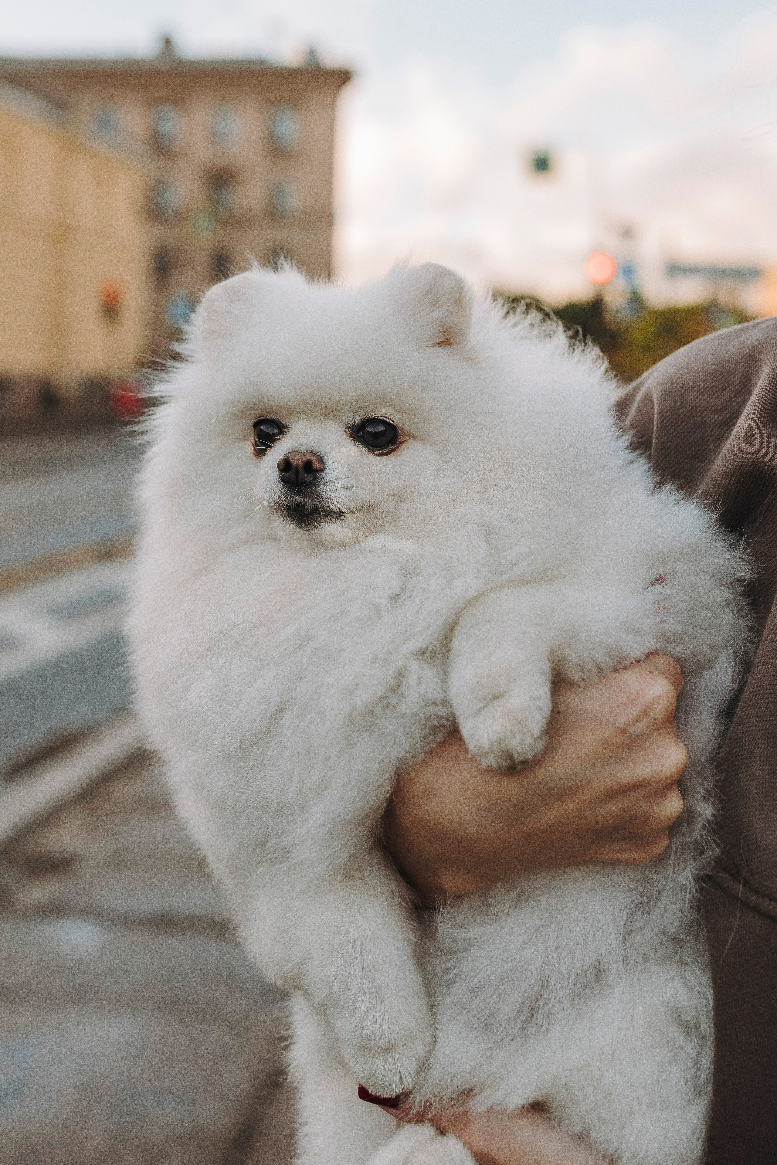 Фотосессия с померанским шпицем. Фотограф анималист в Спб недорого Олеся Майорова