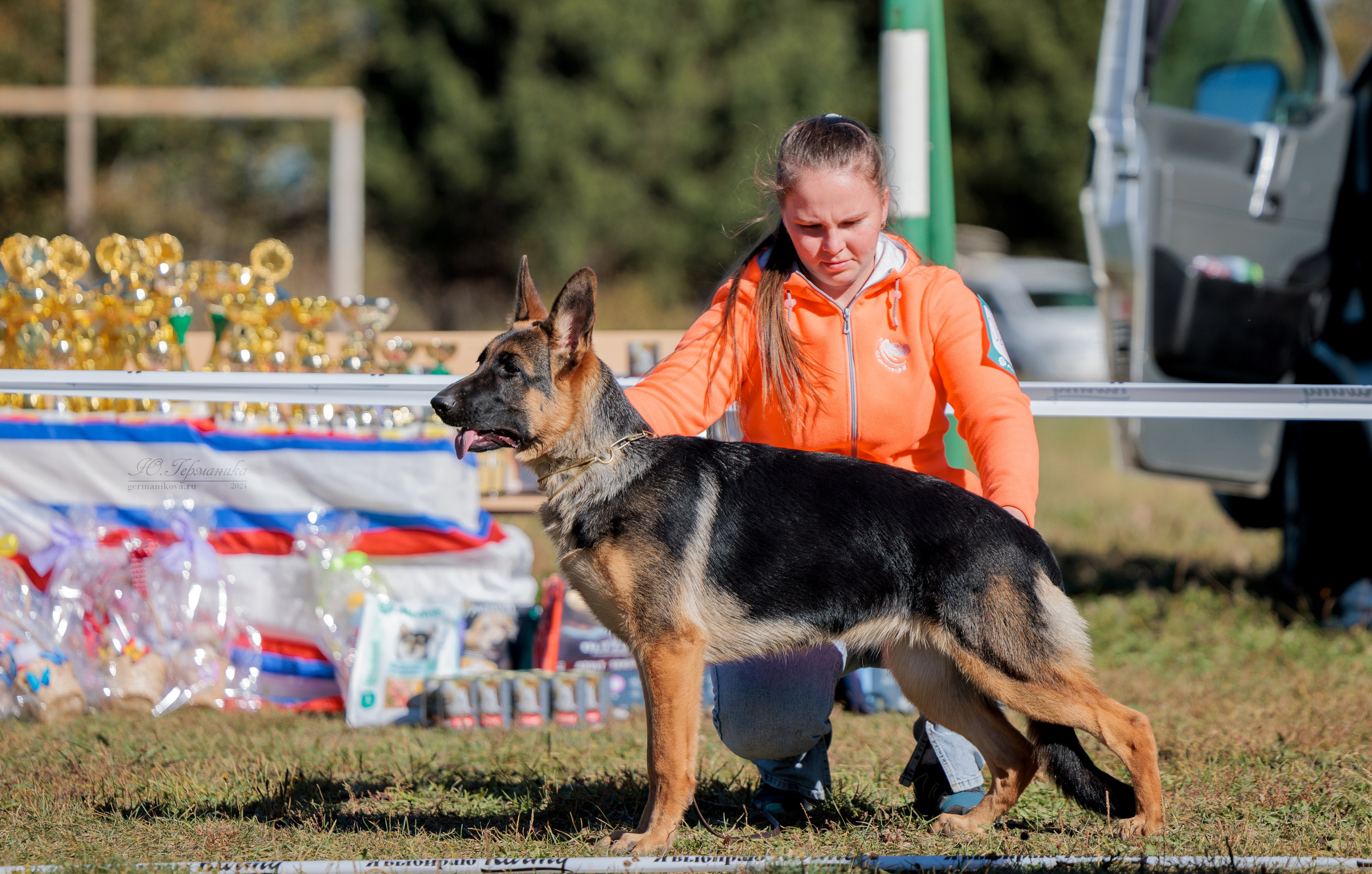 Тверь немецкие овчарки 22.09.2024. Фотограф-анималист Юлия Германика