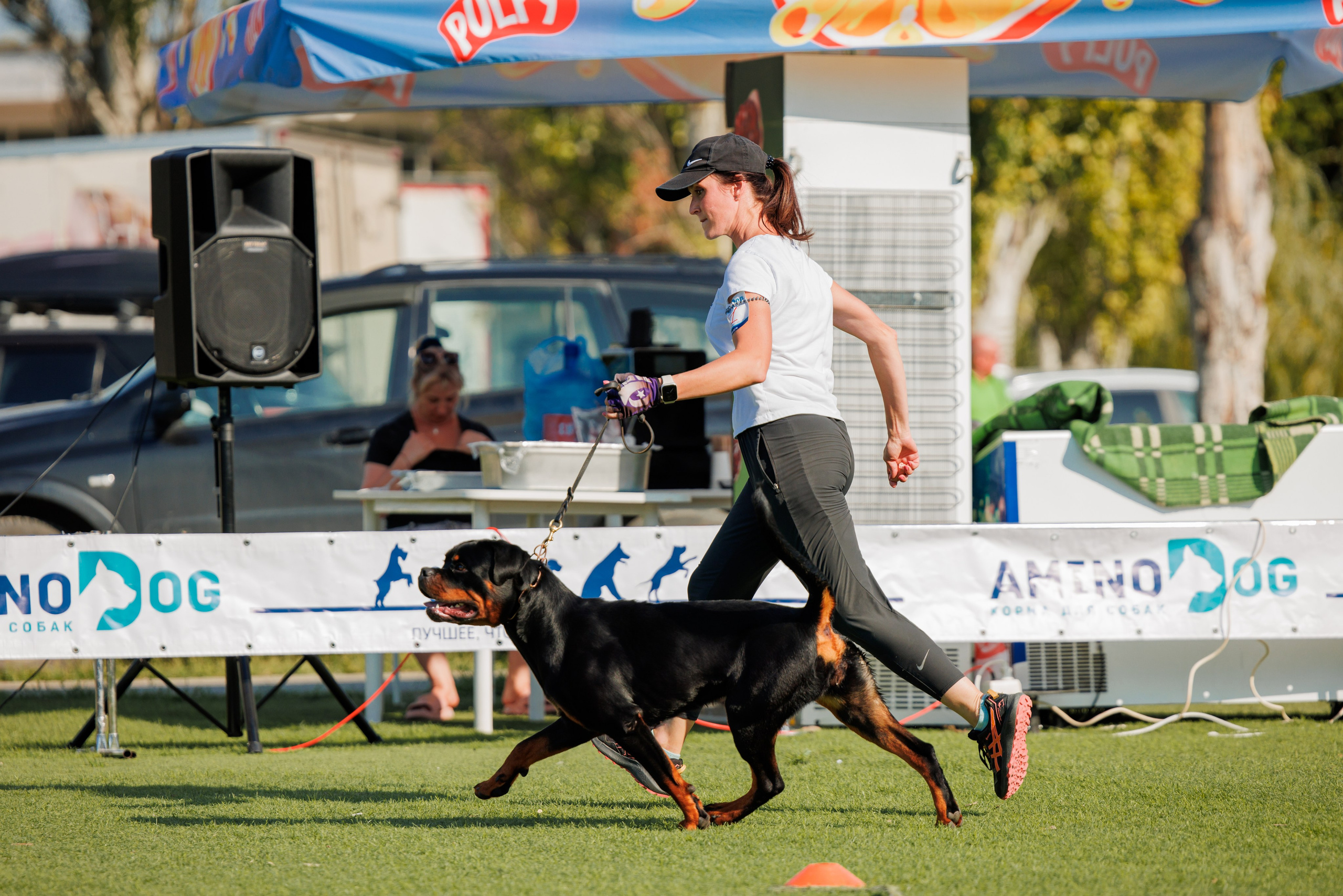 Анапа ротвейлеры 14-15.09.2024. Фотограф-анималист Юлия Германика