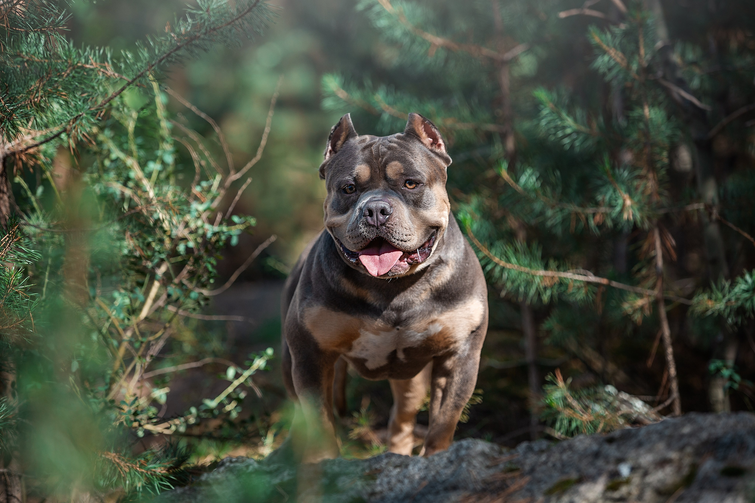 Фотосъемка Собак. Фотограф Анималист Наталья Корс Екатеринбург