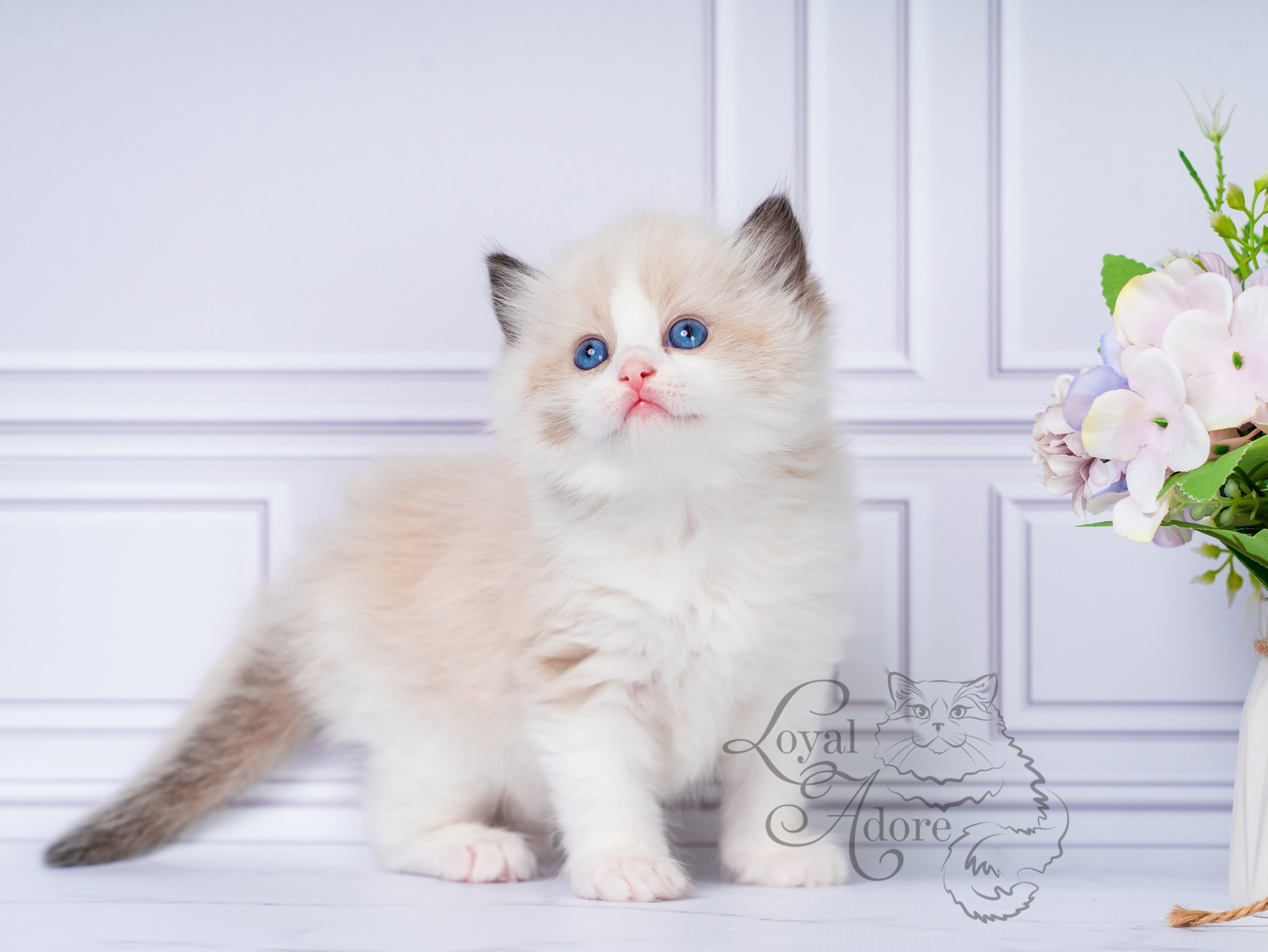 Котята рэгдолл от Loyal Adore. Питомник рэгдолл Loyal Adore