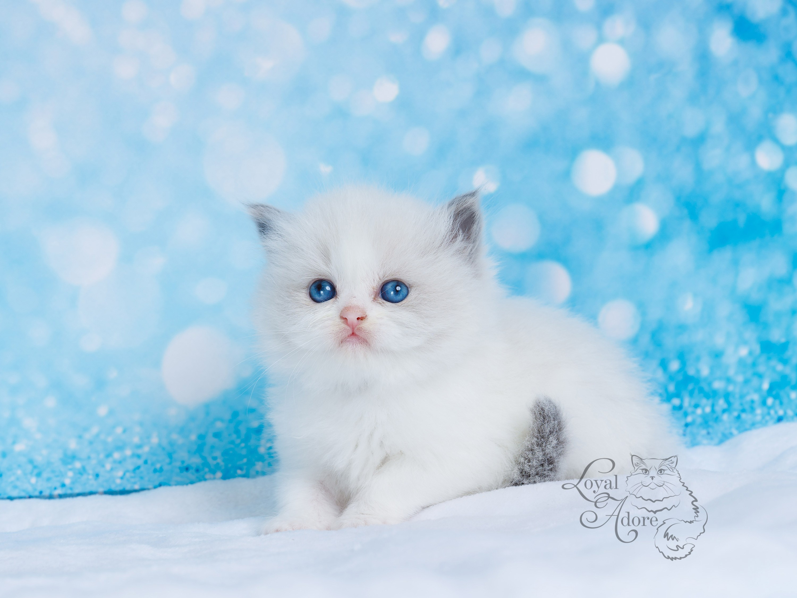 Котята рэгдолл от Loyal Adore. Питомник рэгдолл Loyal Adore