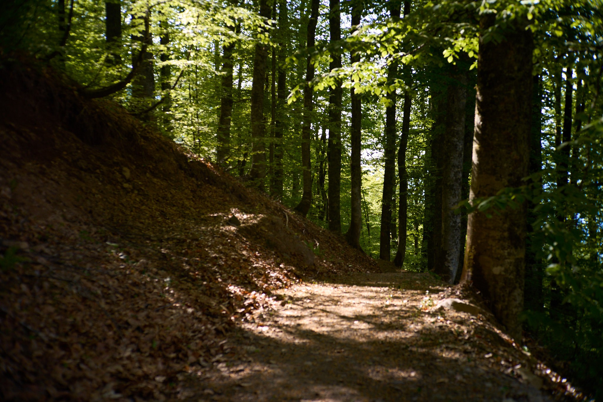 Красная Поляна, апрель 2024. Фотограф, Римма Невинская