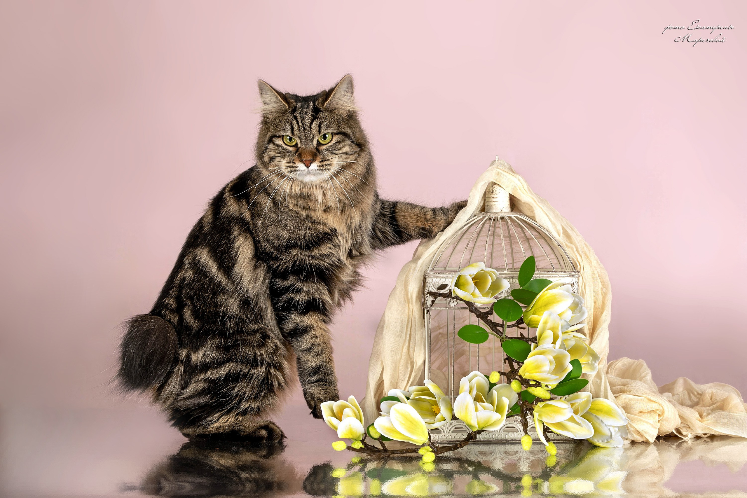 Пастельные фоны. Фотограф-анималист в Омске Екатерина Маричева