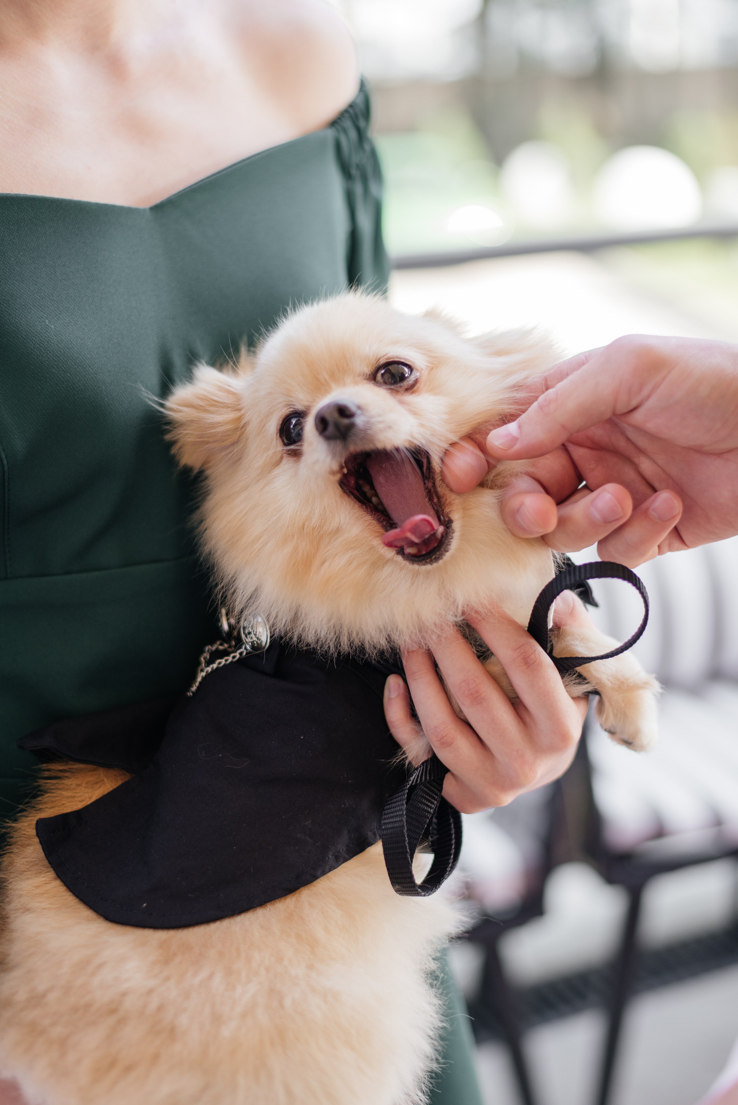 Свадьба Владимир и Ксения Курск. Свадебный фотограф Белгород