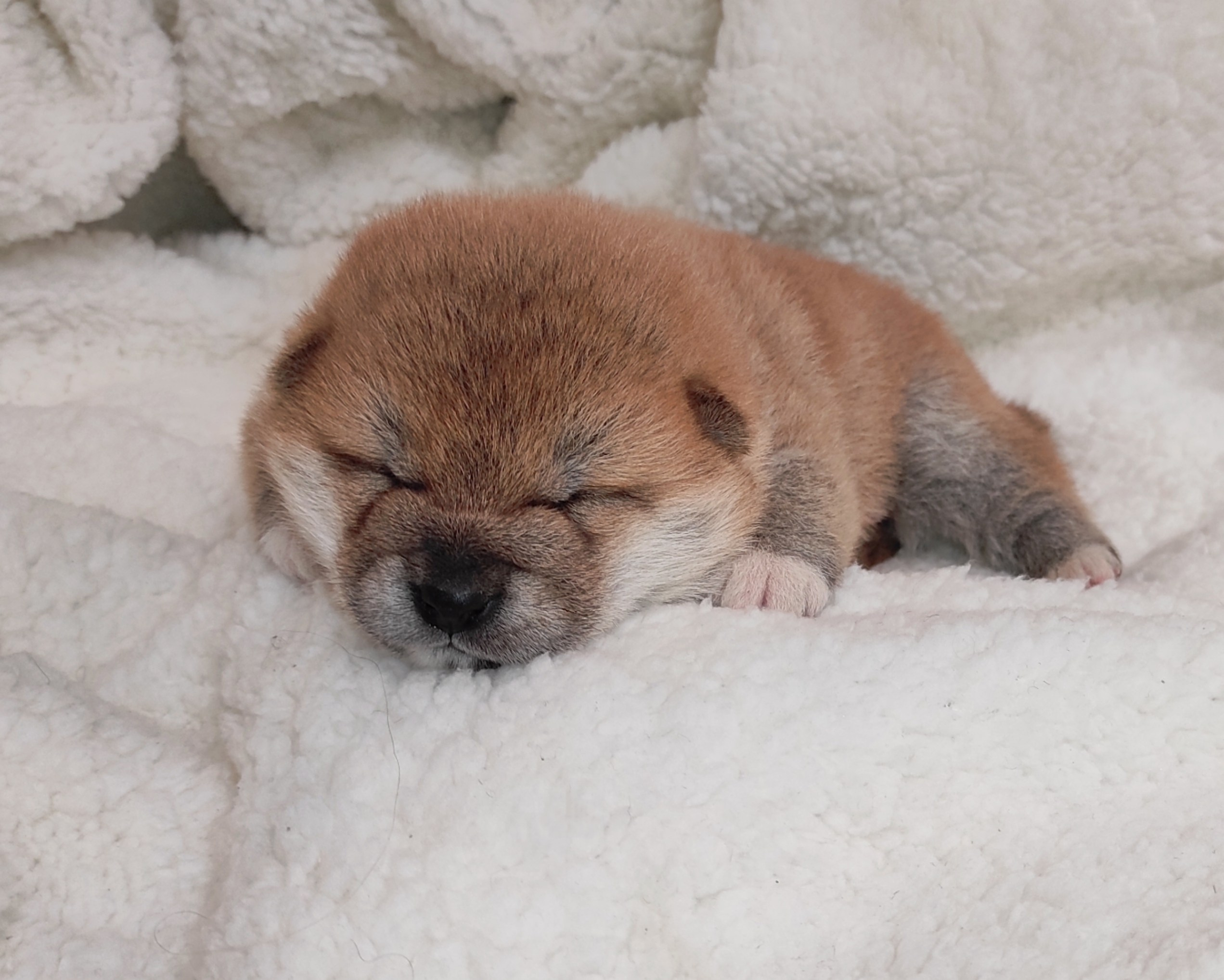 RUBYLIGHT Bella. Американская акита I Сиба ину I Питомник RUBYLIGHT