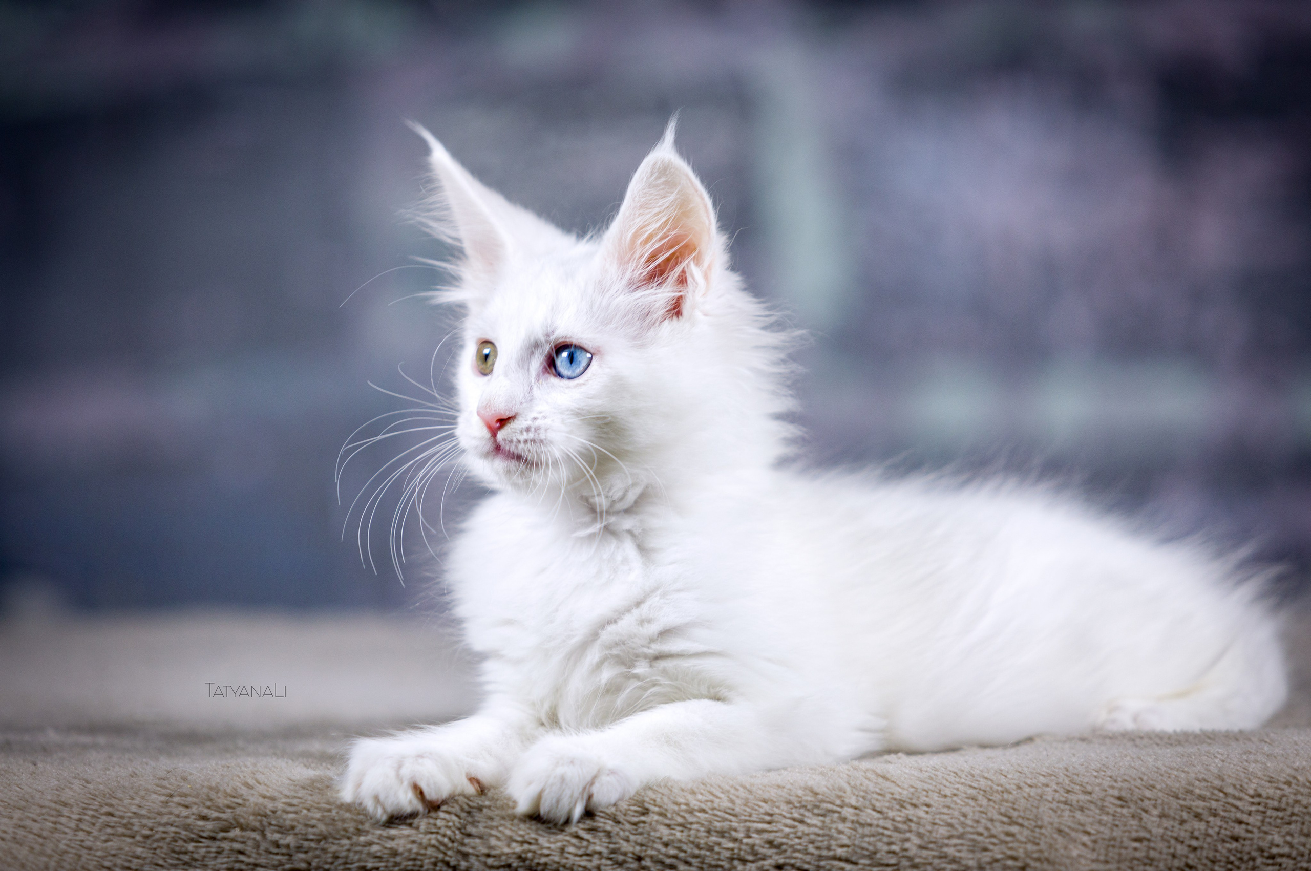 Котята. Фотограф — анималист Татьяна Ли