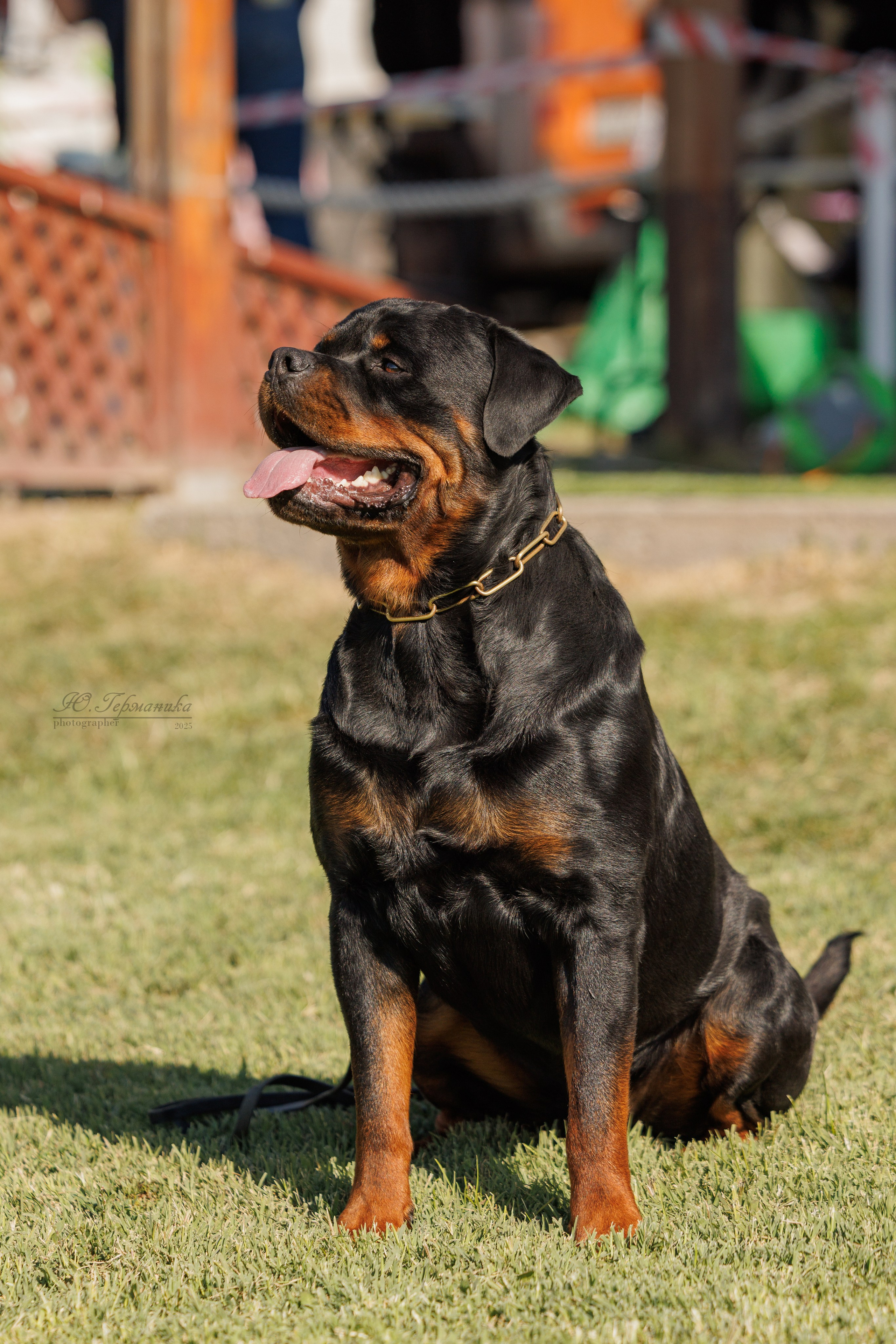 Ереван 14-16.10.2025. Фотограф-анималист Юлия Германика