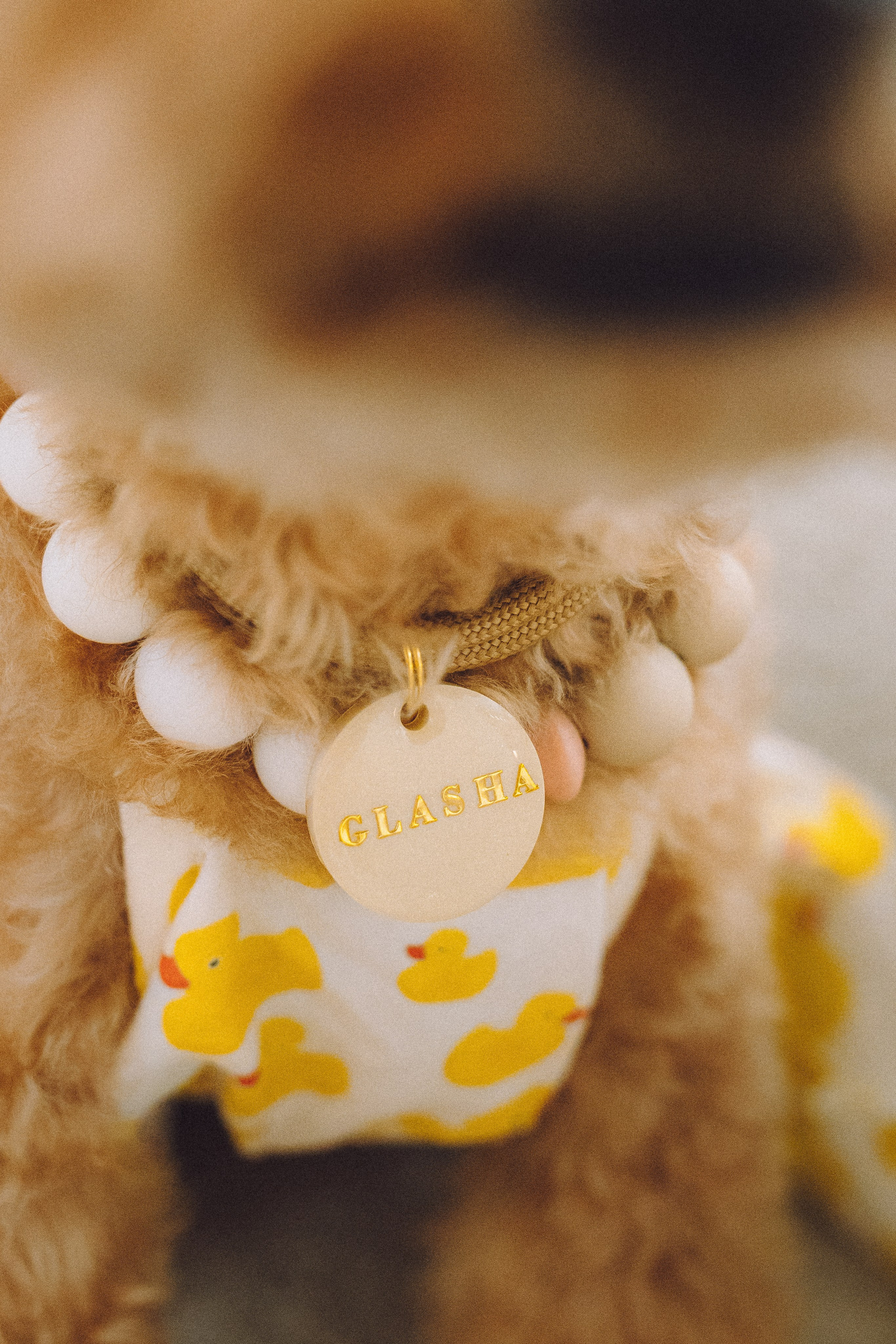 День Рождения пуделя Глаши